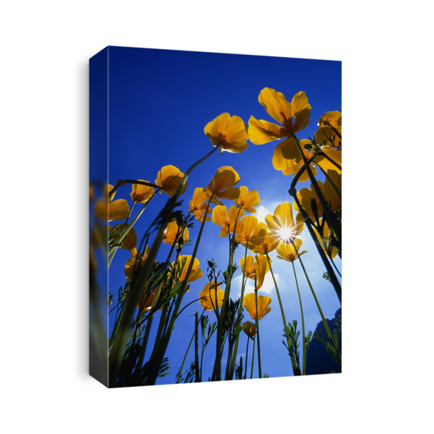 Yellow Poppies (Stylophorum Diphyllum)