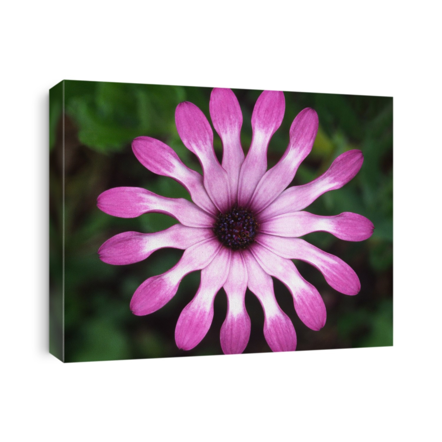 Close-up abstract of a single colourful osteospermum flower (Osteospermum 'Whirligig' showing the characteristic paddle-shaped petals growing in a garden in Dorset, UK.