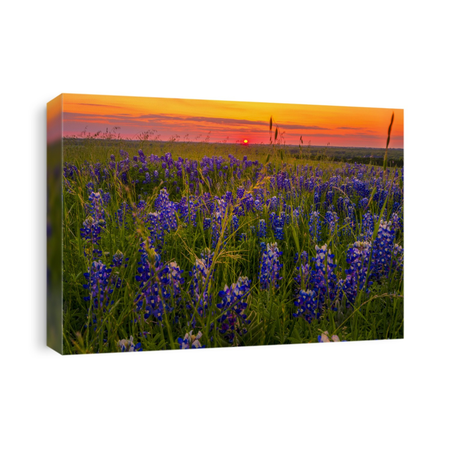 Bluebonnets and grasses illuminated in late afternoon sun