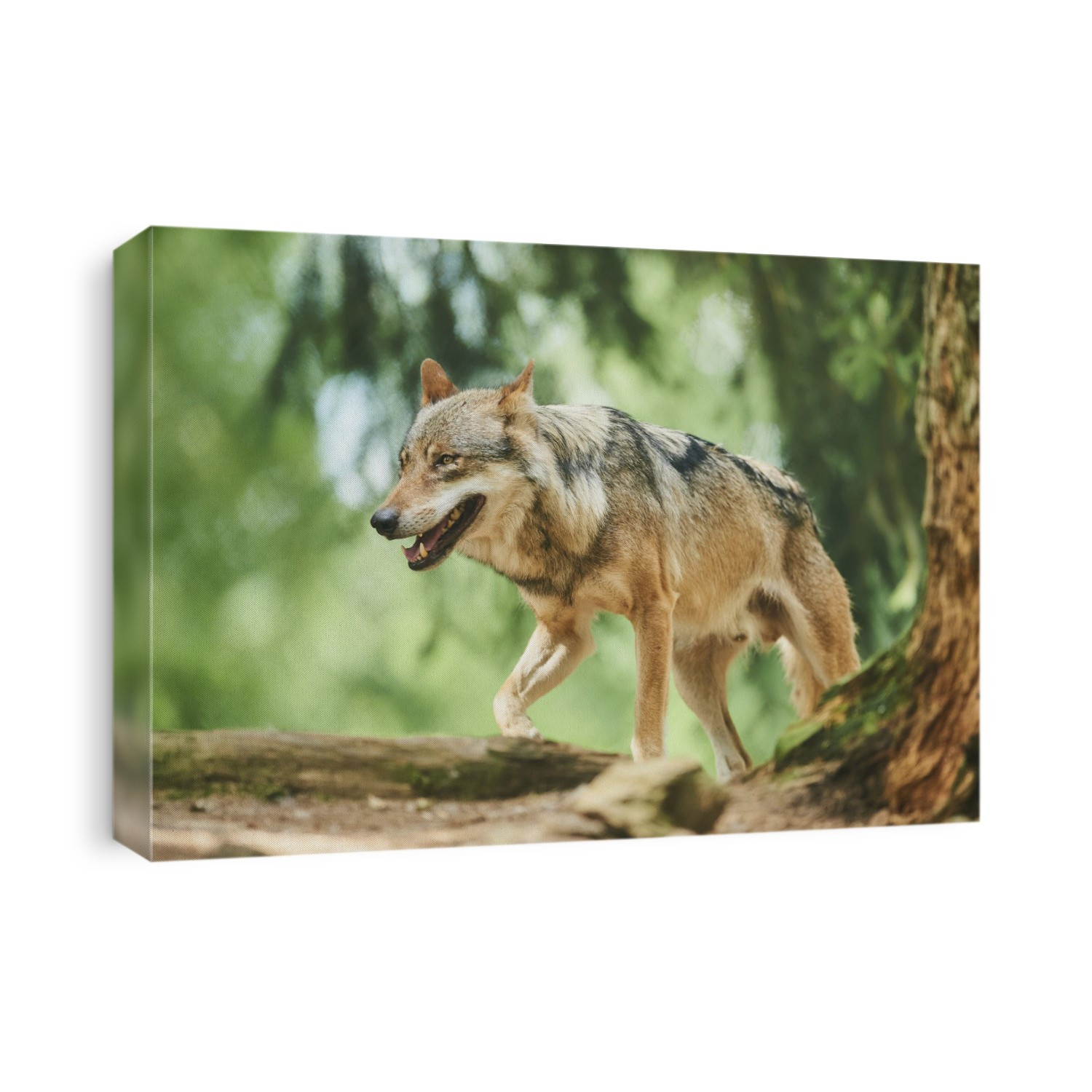 Eurasian wolf (Canis lupus lupus) cub in a forest, captive; Bavaria, Germany