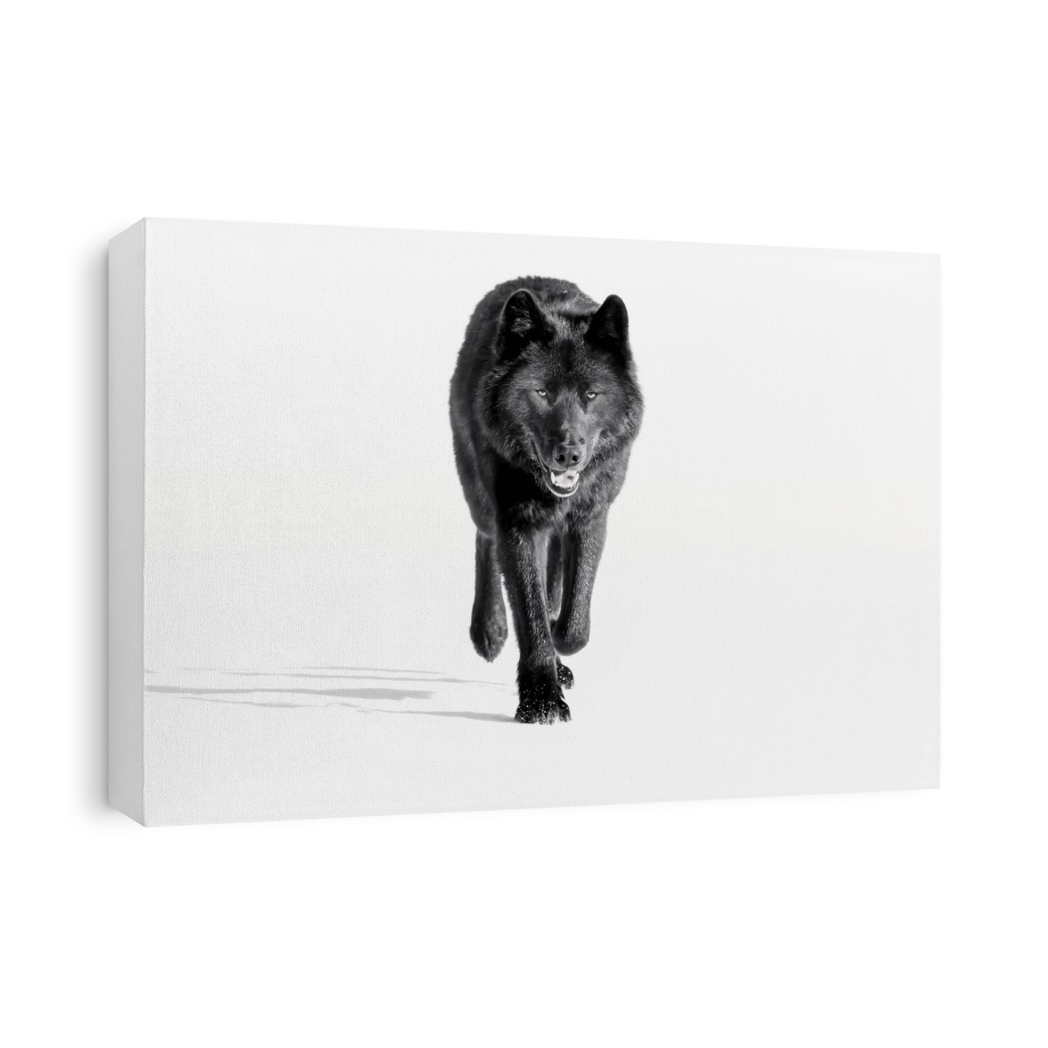 Wolf, black colour phase, typical of the Archipelago Wolf of Southeast Alaska's Inside Passage, Tongass National Forest; Alaska, United States of America