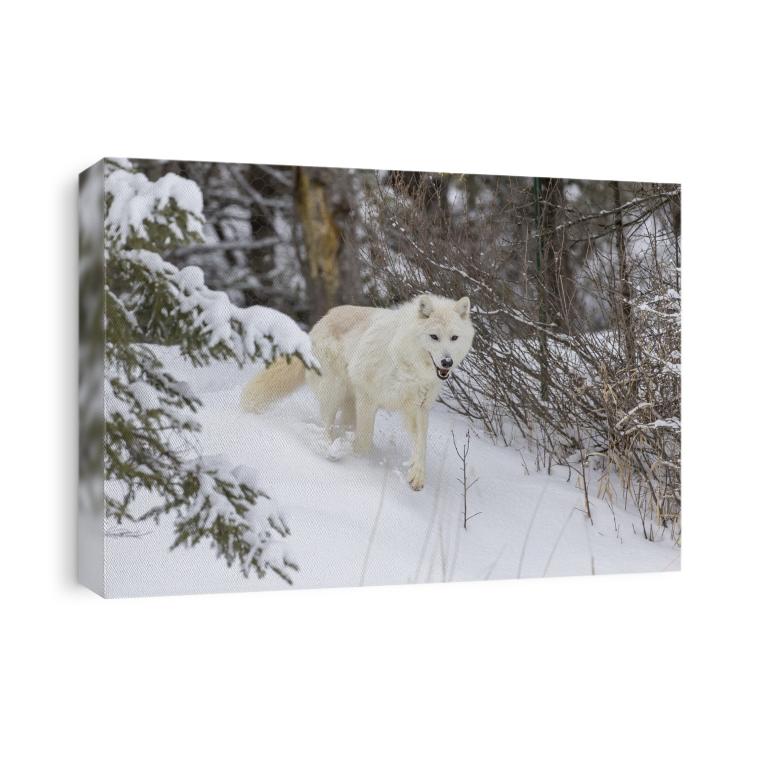 An Arctic Wolf in a snowy forest hunting for prey.