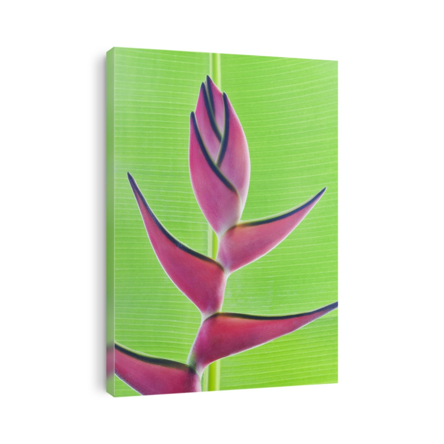 Close-up of a beautiful pink Heliconia flower against a green leaf; Honolulu, Oahu, Hawaii, United States of America