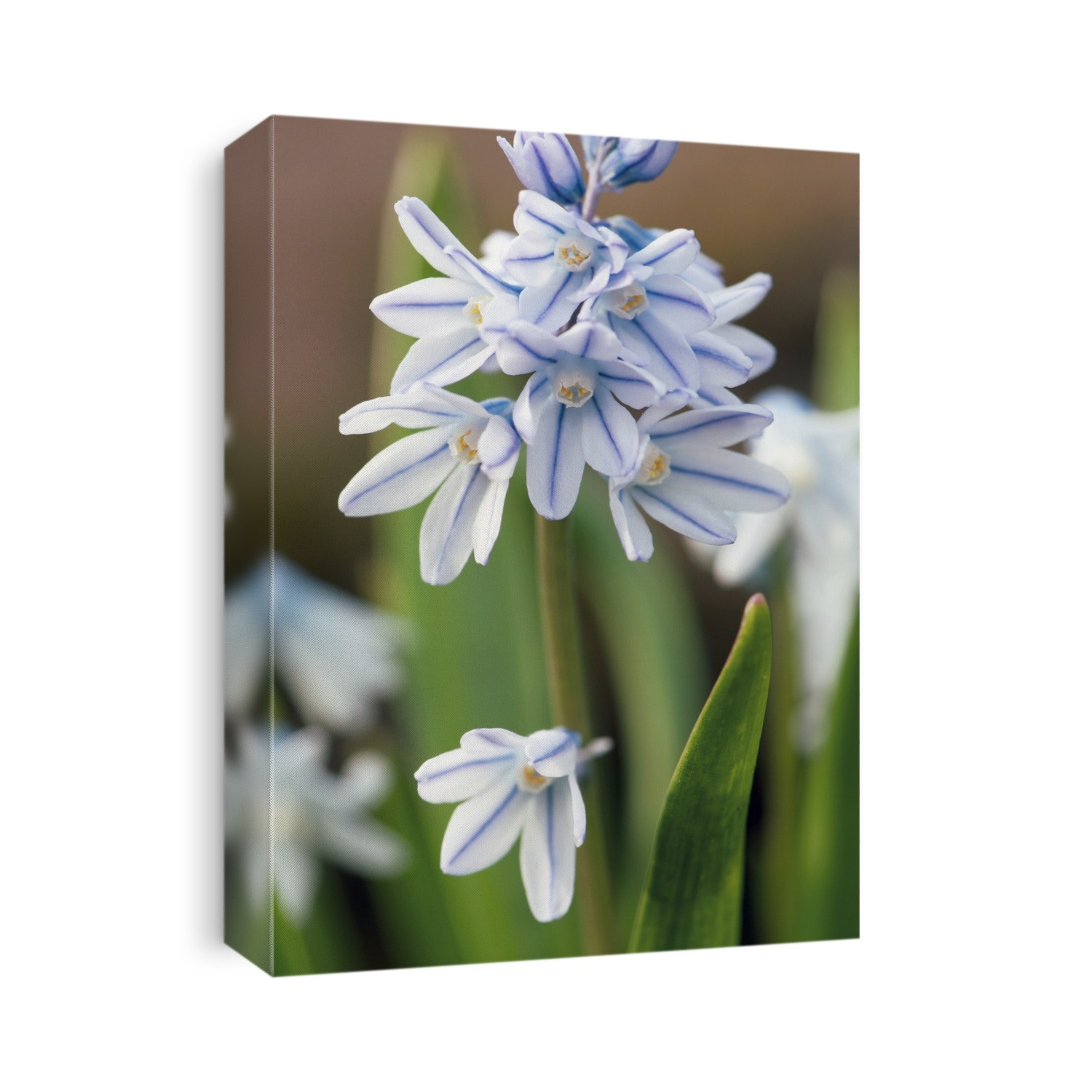 Striped Squill (Puschkinia scilloides) in flower in the spring.