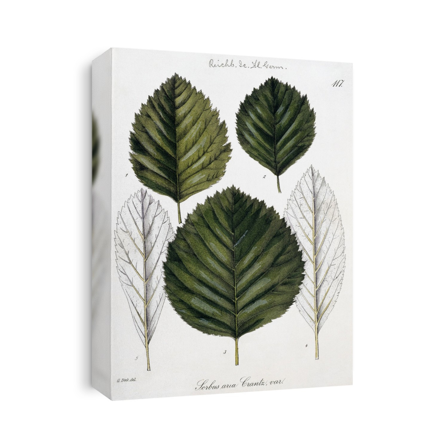 Whitebeam tree (Sorbus aria) leaves. Illustration from the Natural History Museum Botany Library Plate Collection.