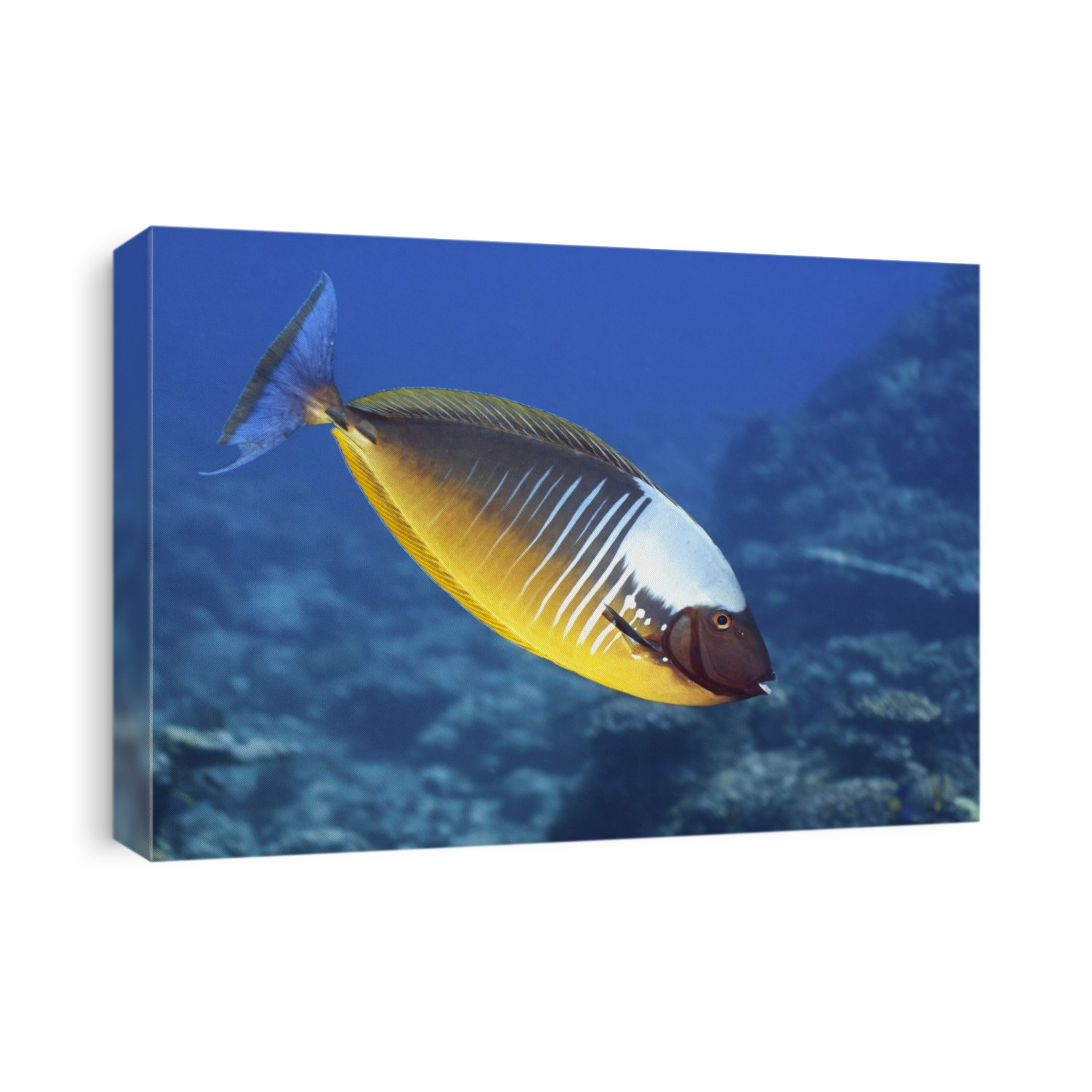 Blacktongue unicornfish (Naso hexacanthus) being cleaned on a reef. This tropical fish is found in coral reefs in the Pacific and Indian Oceans, and is capable of dramatic colour changes. Photographed in the Maldives.