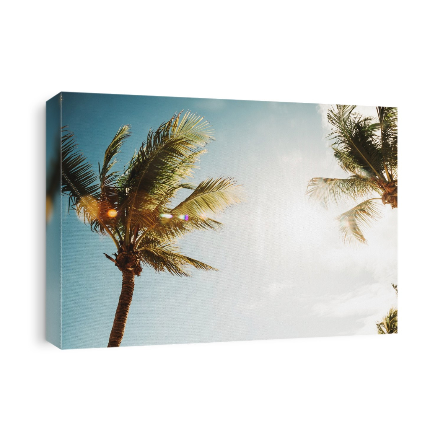 Low angle view of palm trees against a blue sky illuminated by sunlight; Mexico