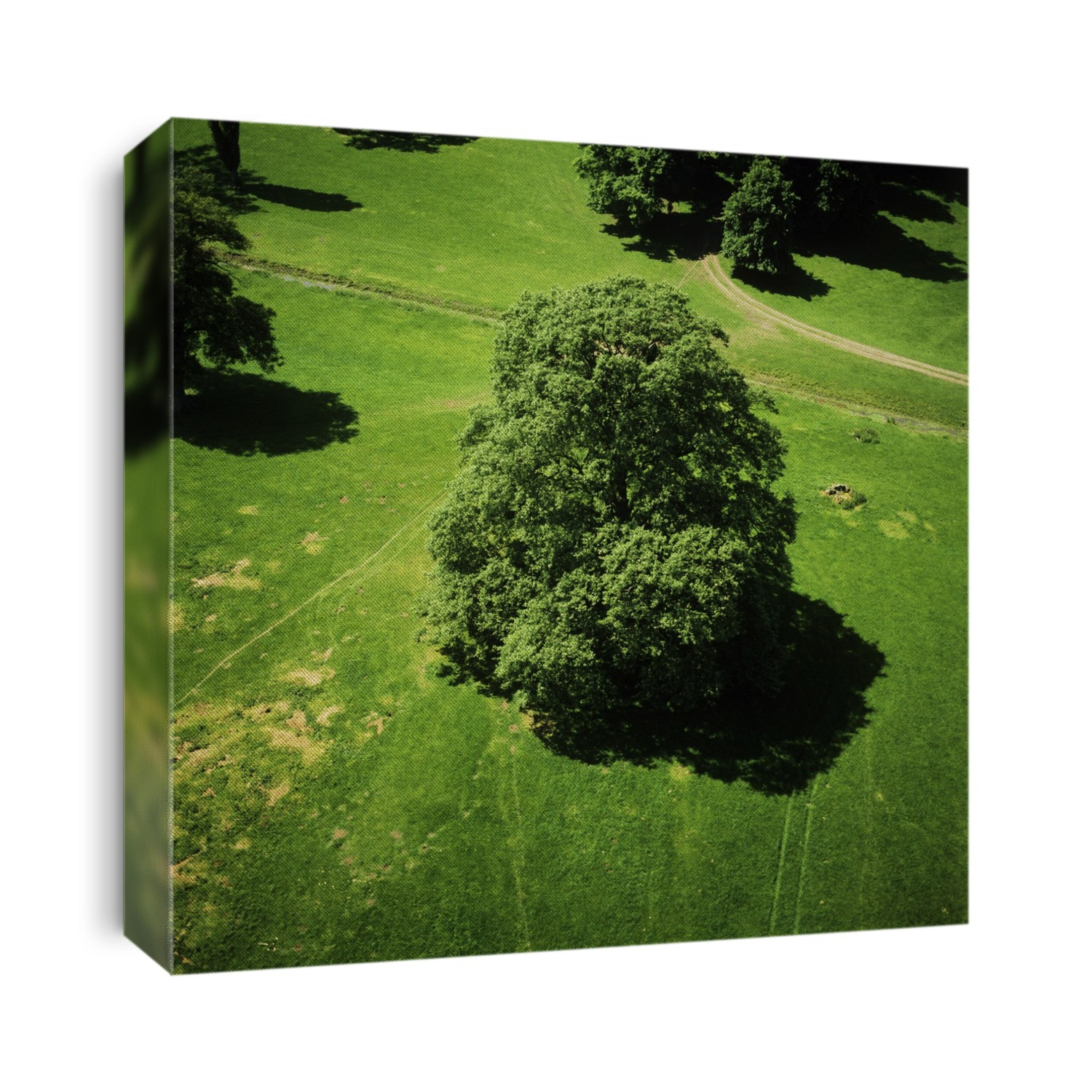 Tree. Low-level aerial photograph of a tree in parkland. Photographed in England, UK, in June.