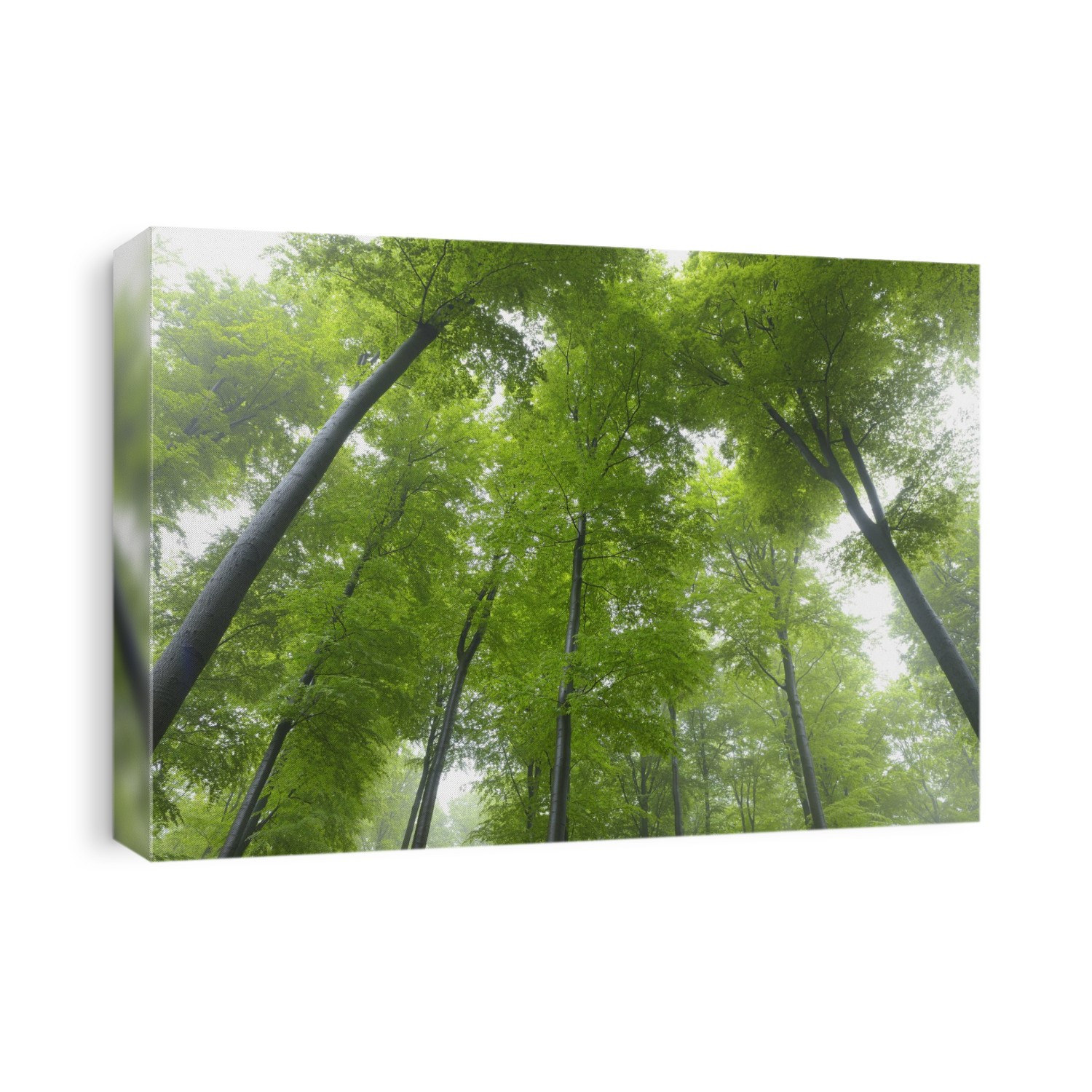 Beech forest (Fagus sylvatica) in early morning mist, Spessart, Bavaria, Germany, Europe