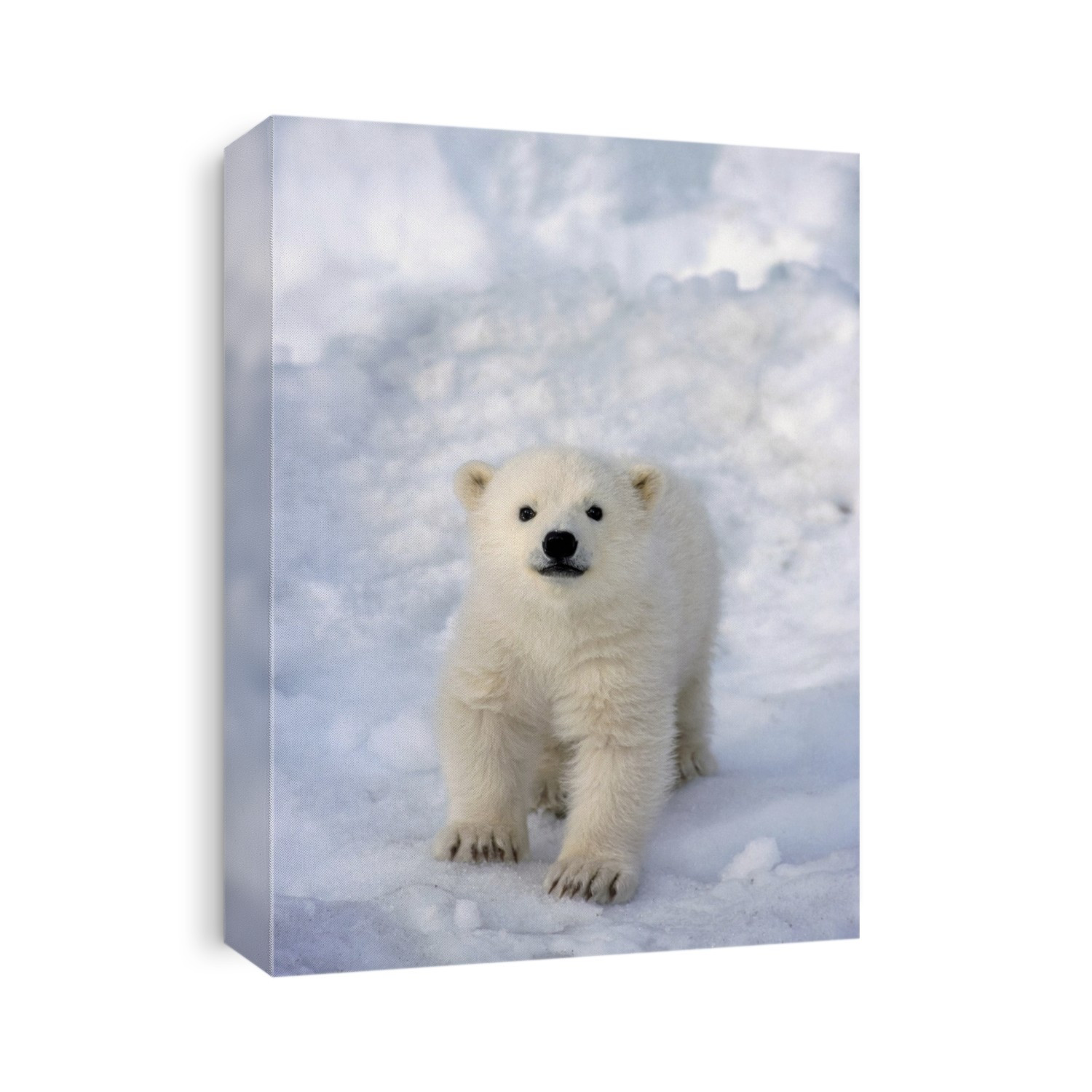 Female Polar Bear Cub At Alaska Zoo Anchorage Sc Ak/Ncaptive