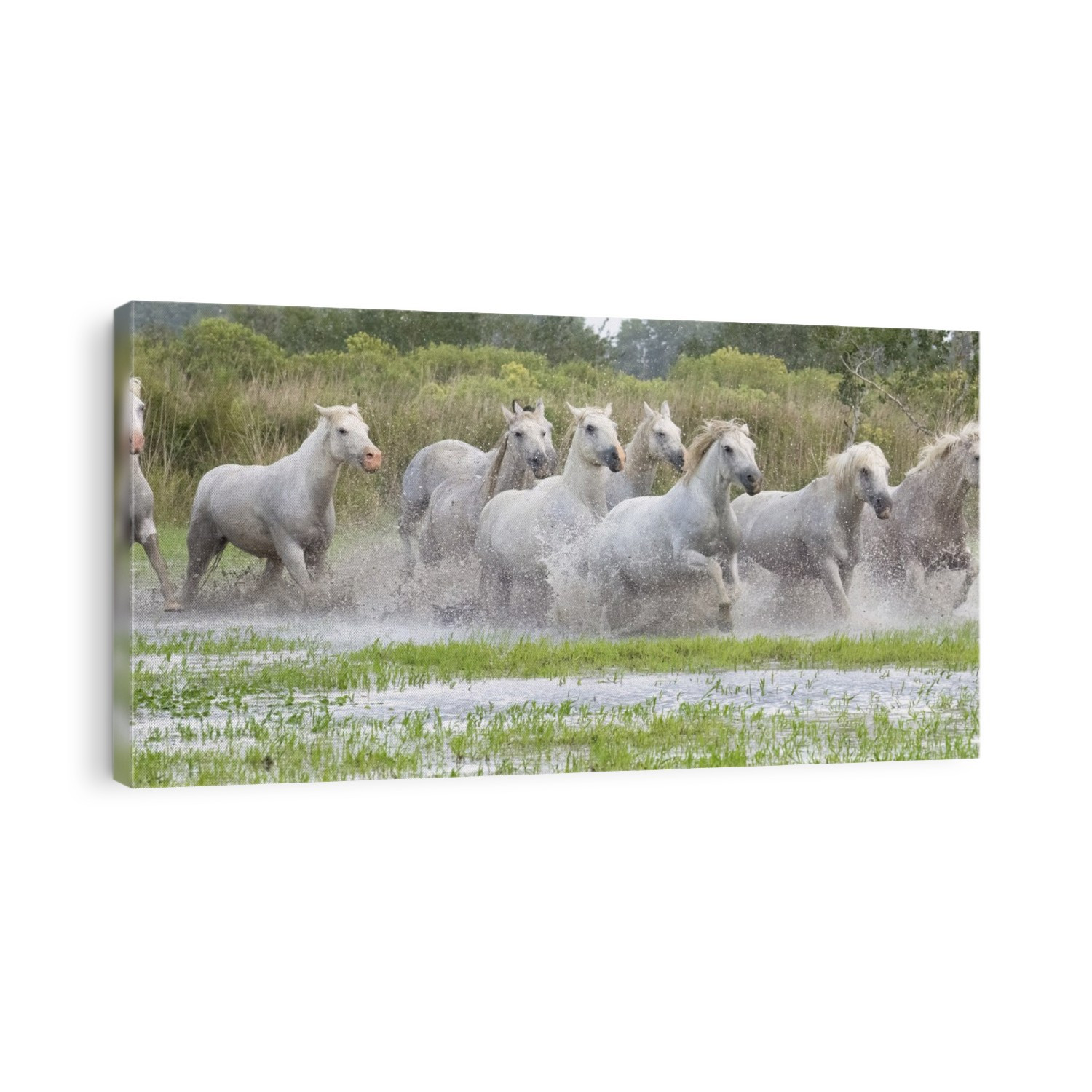 Camargue horses running through the water at sunset in the south of France. A fine example of the power in these amazing animals; Saintes-Maries-de-la-Mer, France