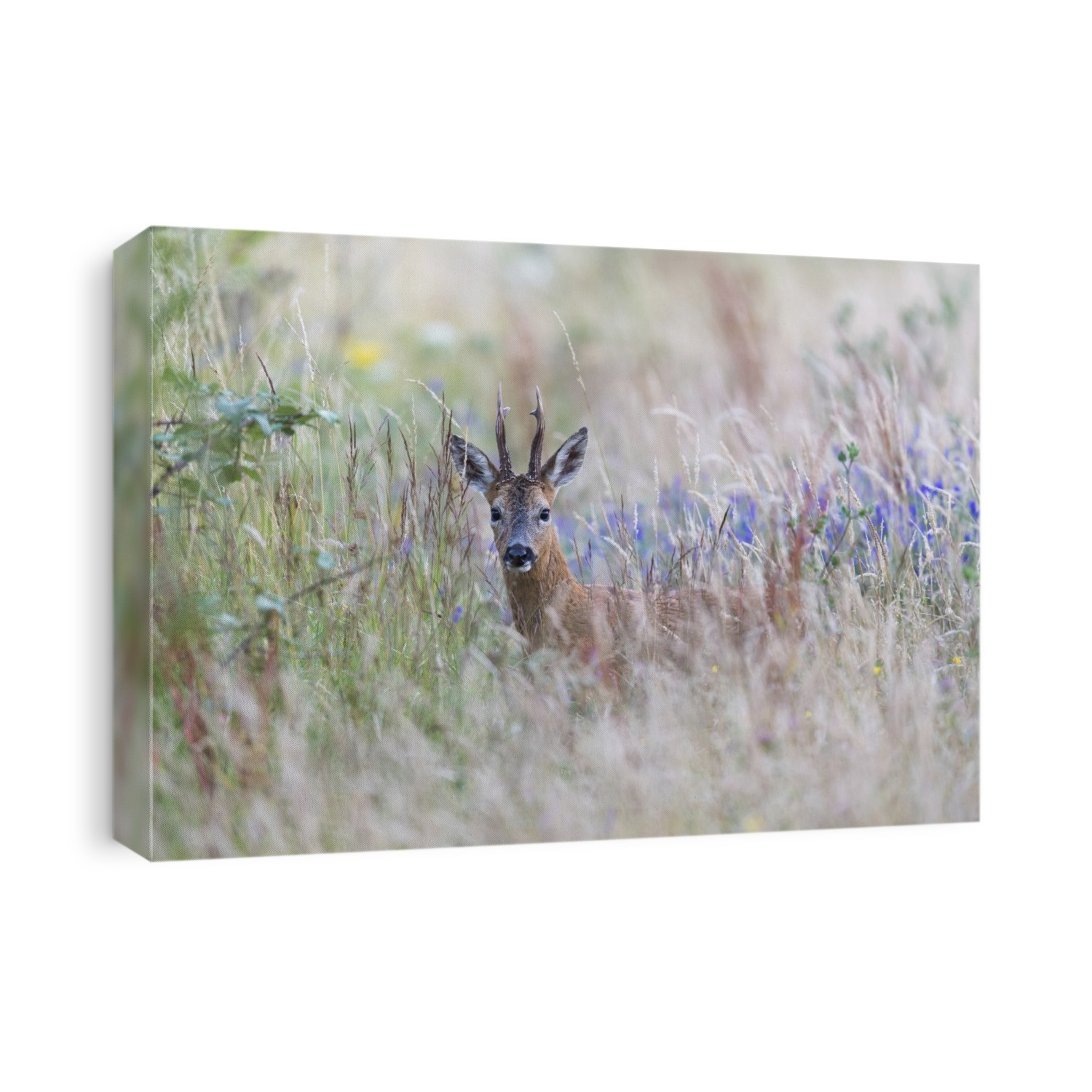 Roe deer (Capreolus capreolus) in tall grass. This deer is widespread in Western Europe. It lives mainly on high ground, where it feeds on grasses, leaves and berries. Photographed in July in Surrey, UK.