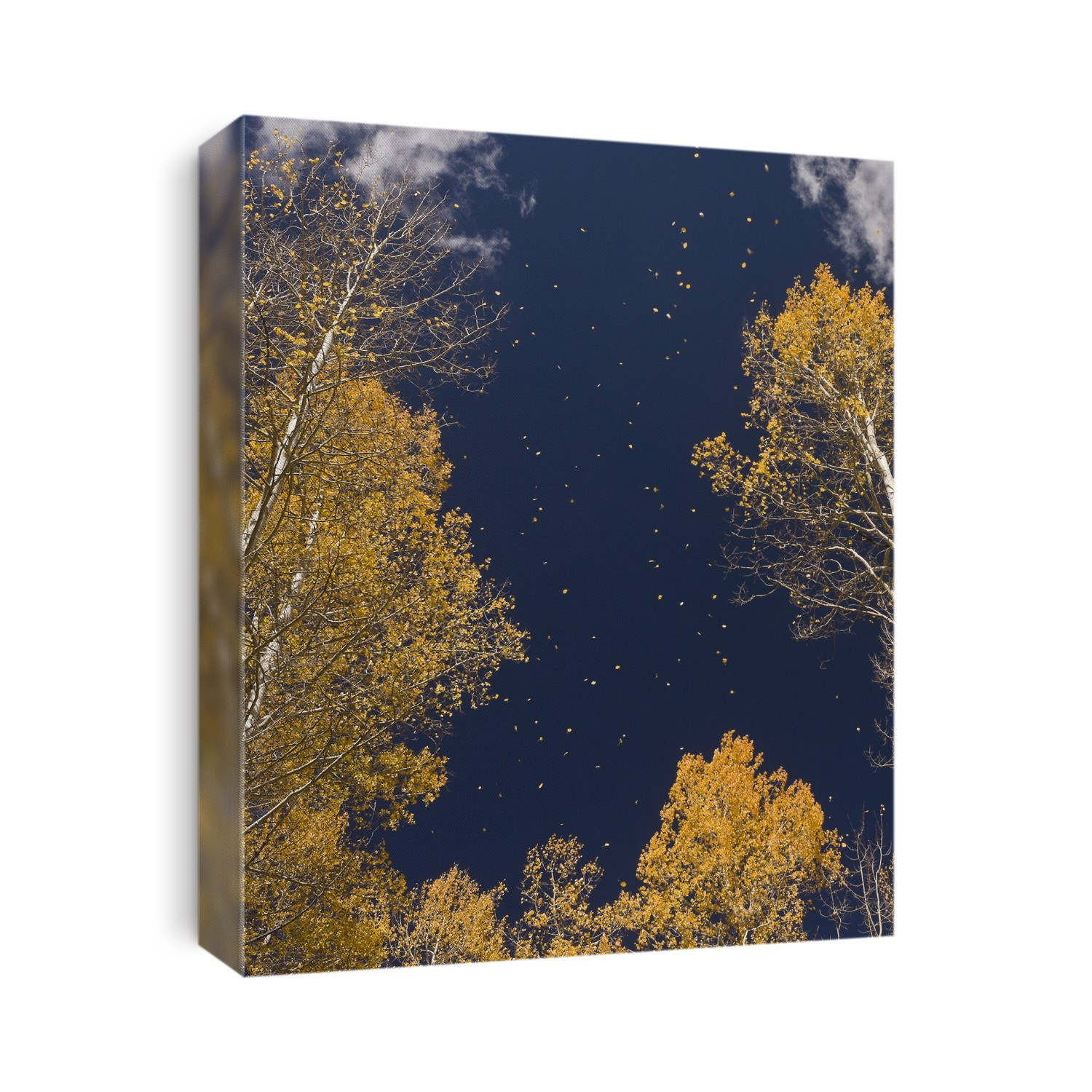 Autumn leaves falling from Quaking Aspen trees (Populus tremuloides) in the San Juan Mountains, Colorado, USA.