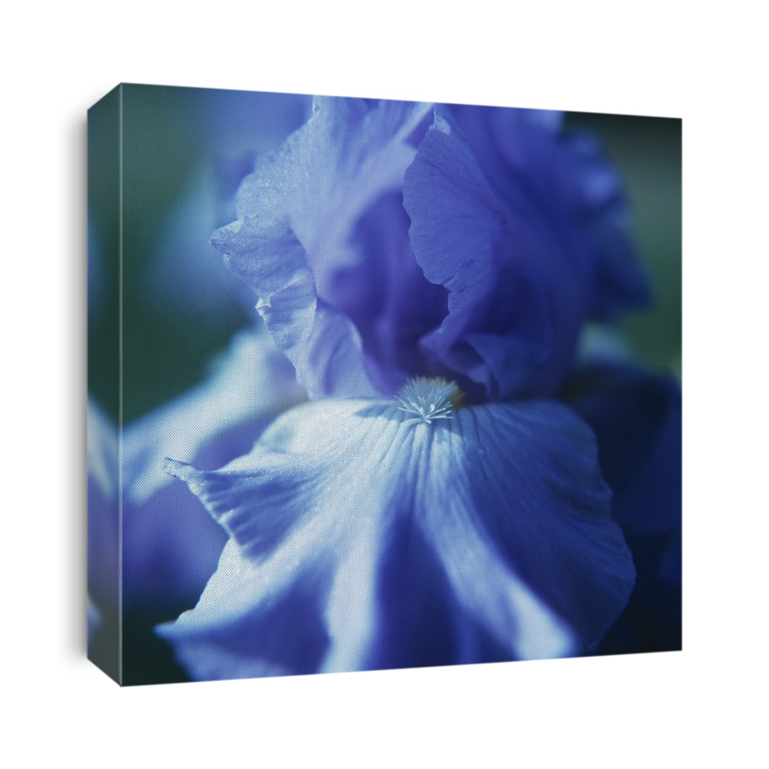 Iris flower. Close-up of an iris (Iris sp.), which has bright coloured petals to attract pollinating insects to the flower.