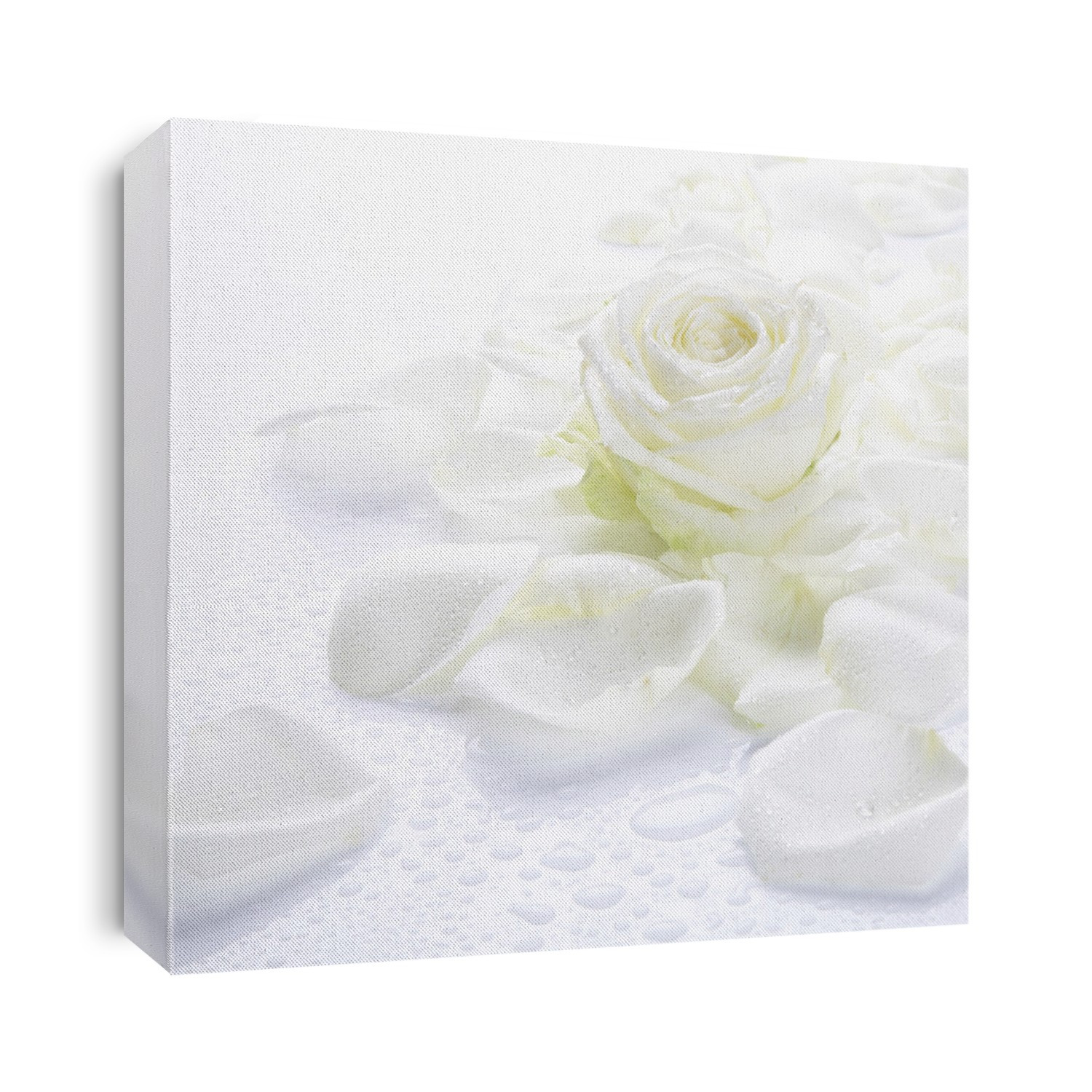 White rose petals and flower (Rosa sp.).