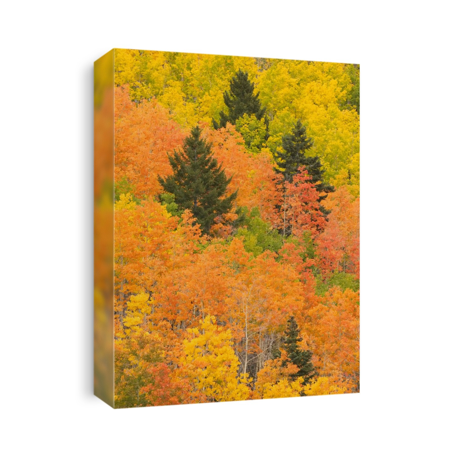 The leaves of a forest change colors in autumn.