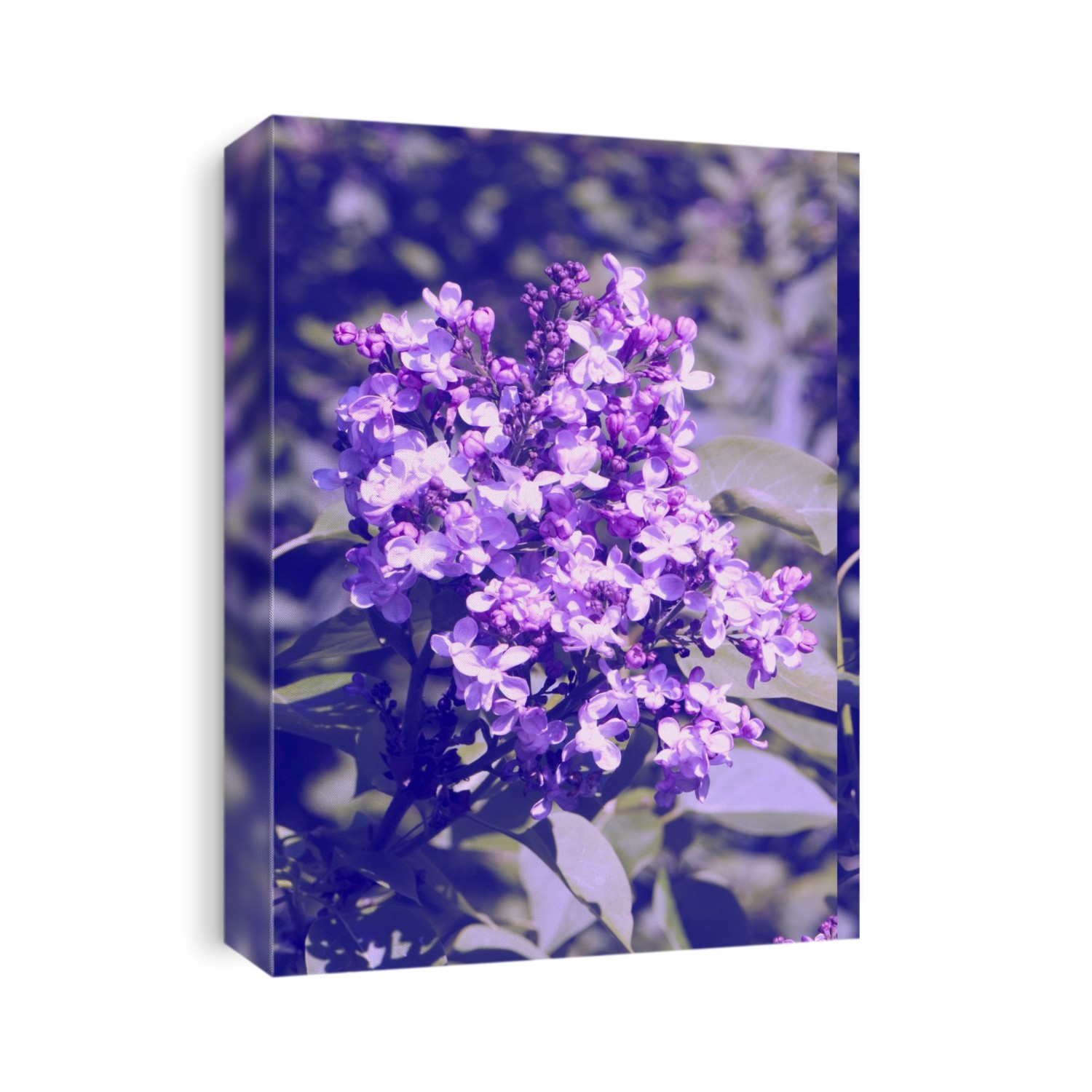 Lilac (Syringa vulgaris 'De Saussure') flowering in spring.