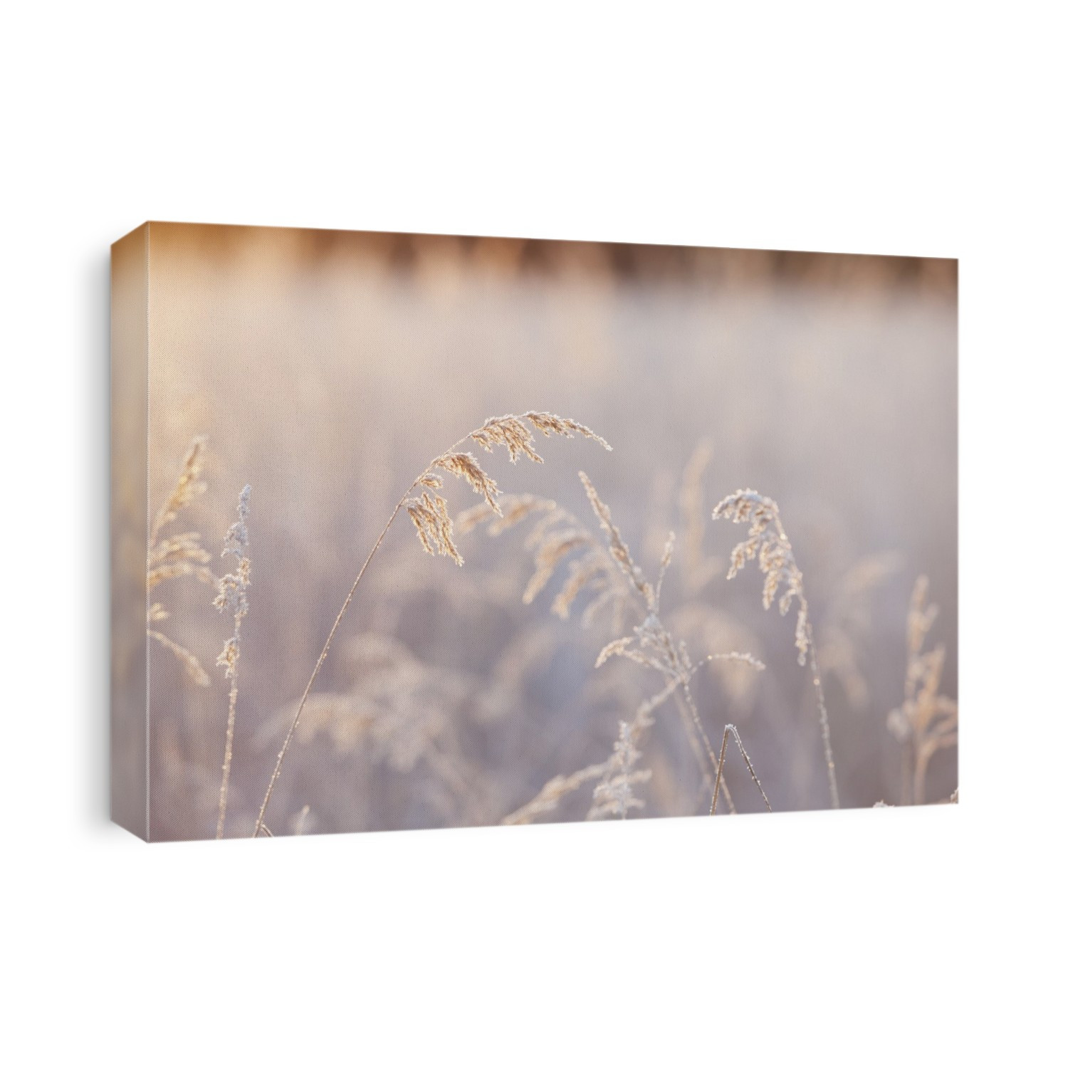 Frosty Tall Grasses, Kachemak Bay; Homer, Alaska, United States Of America