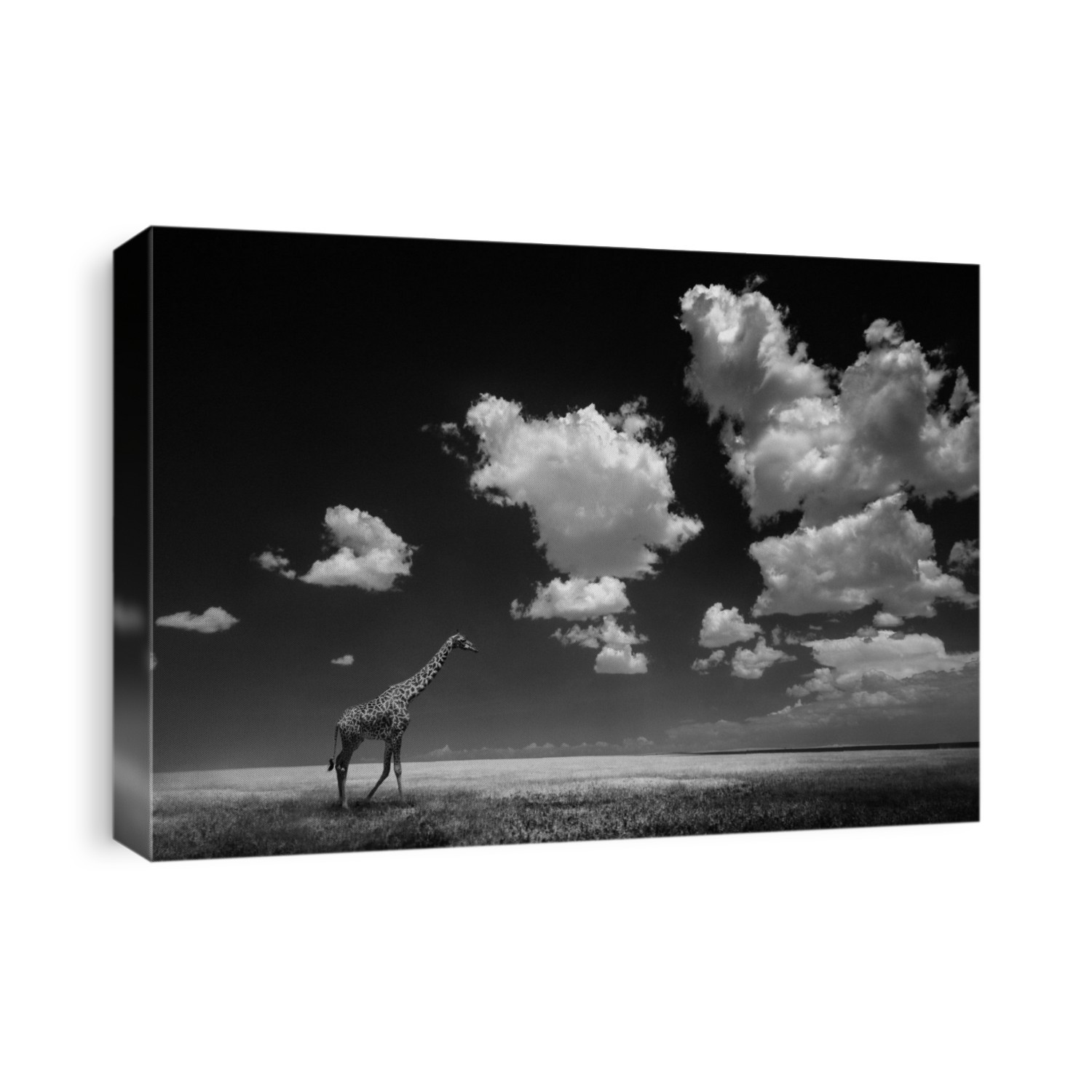 Giraffe walking on the plain, Serengeti, Tanzania.