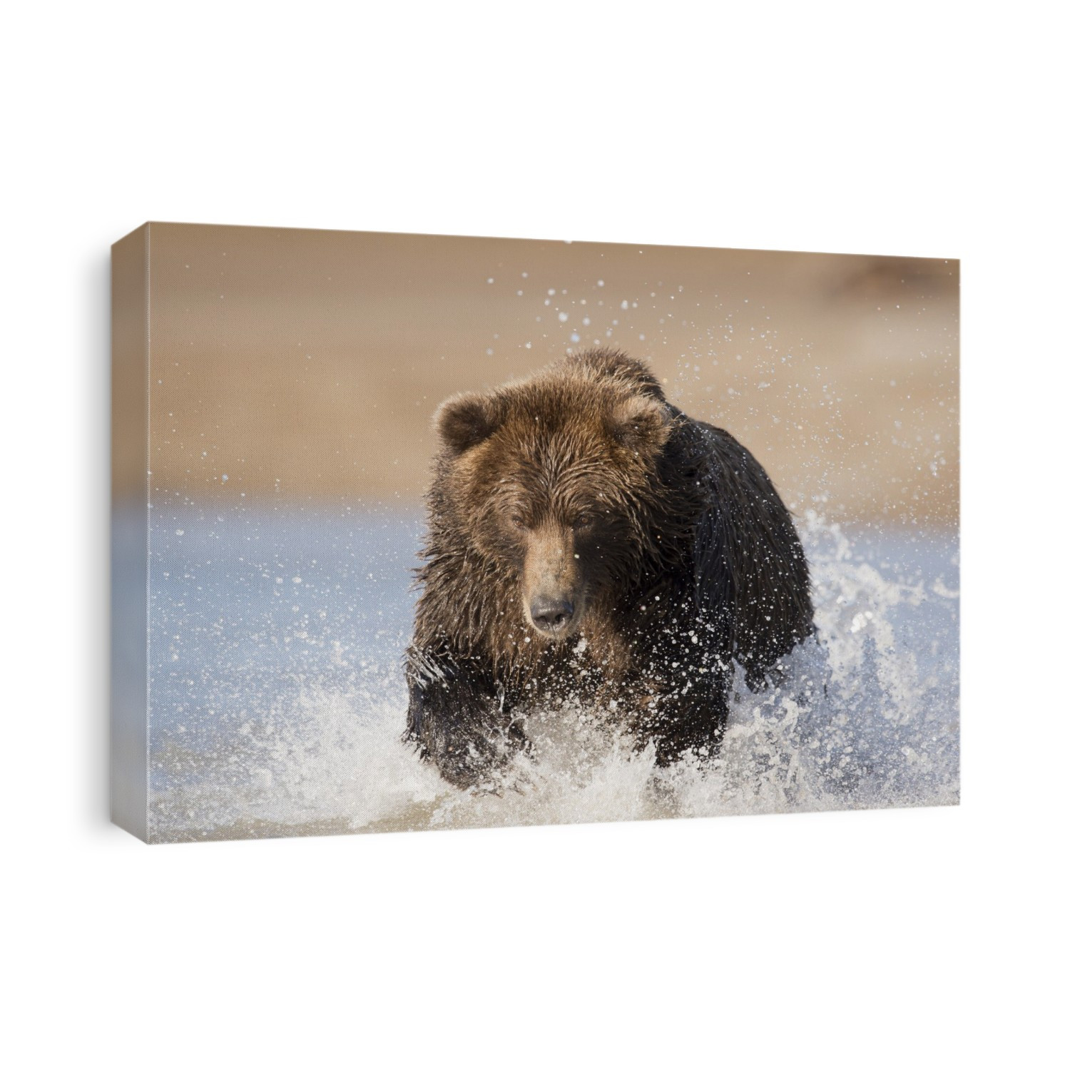 Brown bear (Ursus arctos) female in coastal waters in Alaska, USA. Brown bears in North America are also called grizzly bears. In Alaska, they can be 2-3 metres tall and can weigh over 700 kilograms. Brown bears are mainly vegetarian and feed on a wide variety of plants, but they will also eat meat when available, both by hunting and by scavenging for carrion. Brown bears are mainly solitary animals, foraging in mountains and river valleys in Eurasia and north-western North America. Photographed in Lake Clark National Park, Alaska, USA.