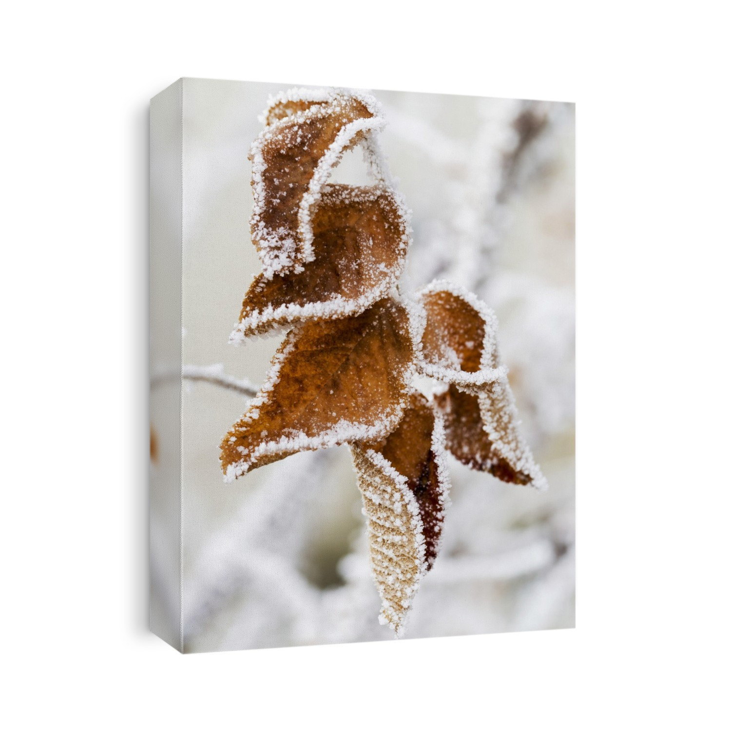 Close Up Of Frosted Dried Brown Leaves; Calgary, Alberta, Canada