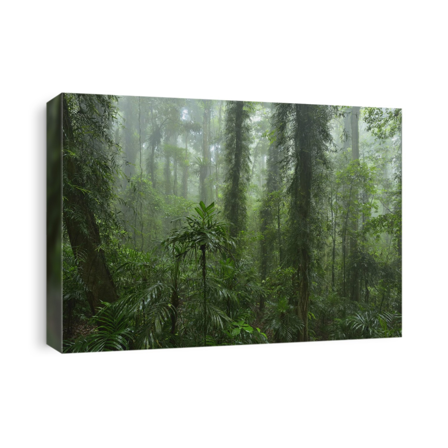 Rainforest, Dorrigo, Dorrigo National Park, New South Wales, Australia