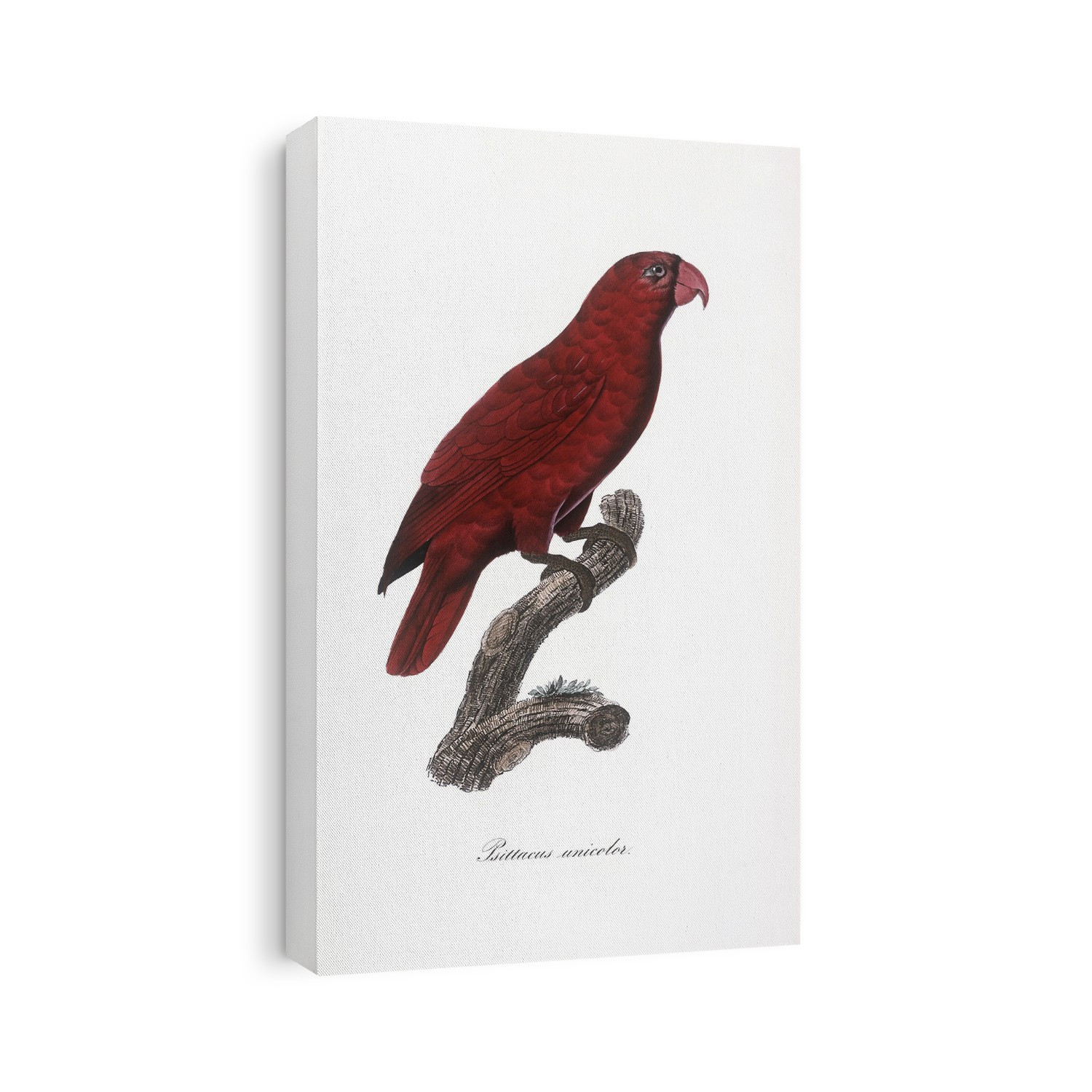 Red lory (Eos rubra). Illustration from 'Monographie der Papageien' by Christian Ludwig Brehm (1855).