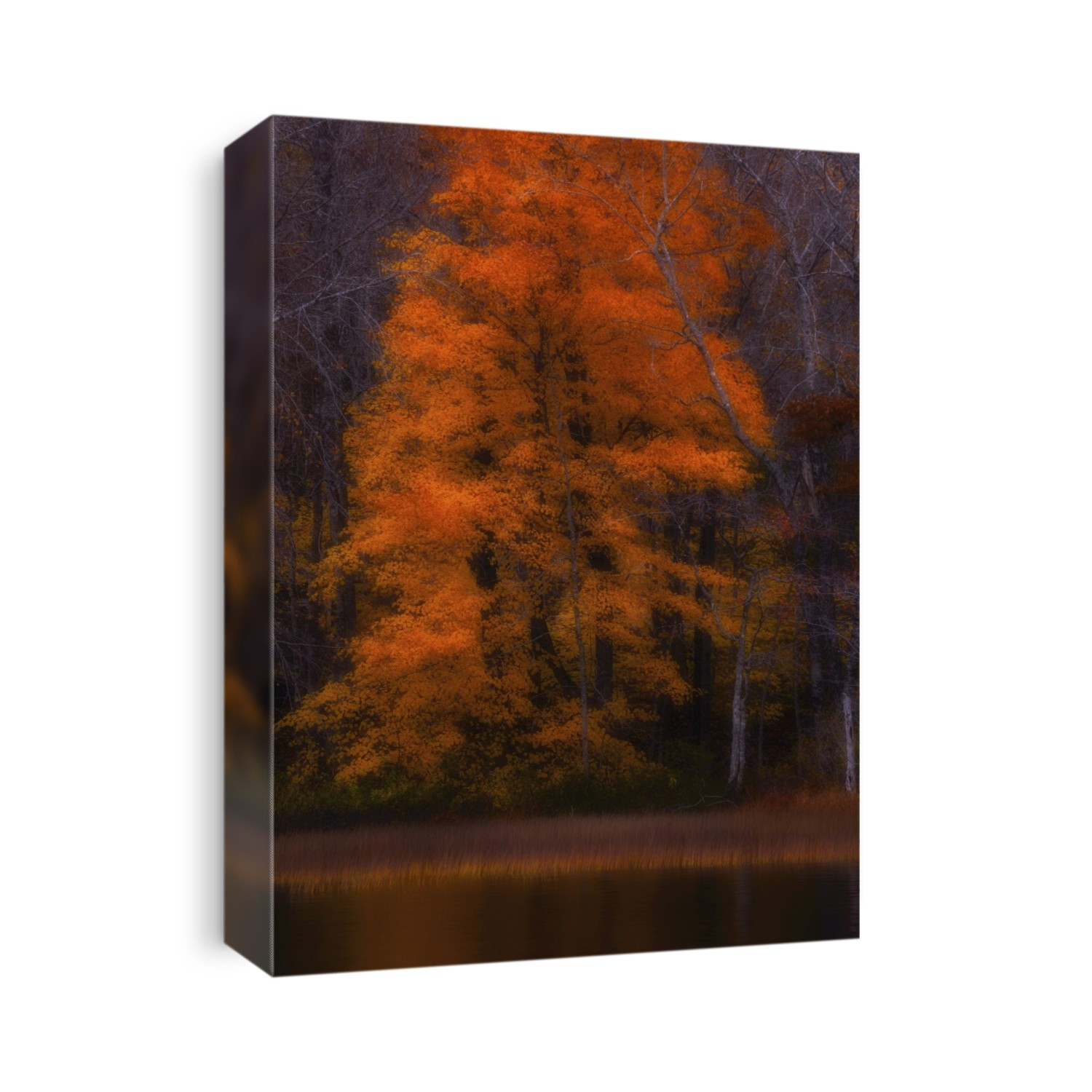 A Tall Sugar Maple Tree Of Vibrant Orange Shines Forth; Wellington, Nova Scotia, Canada
