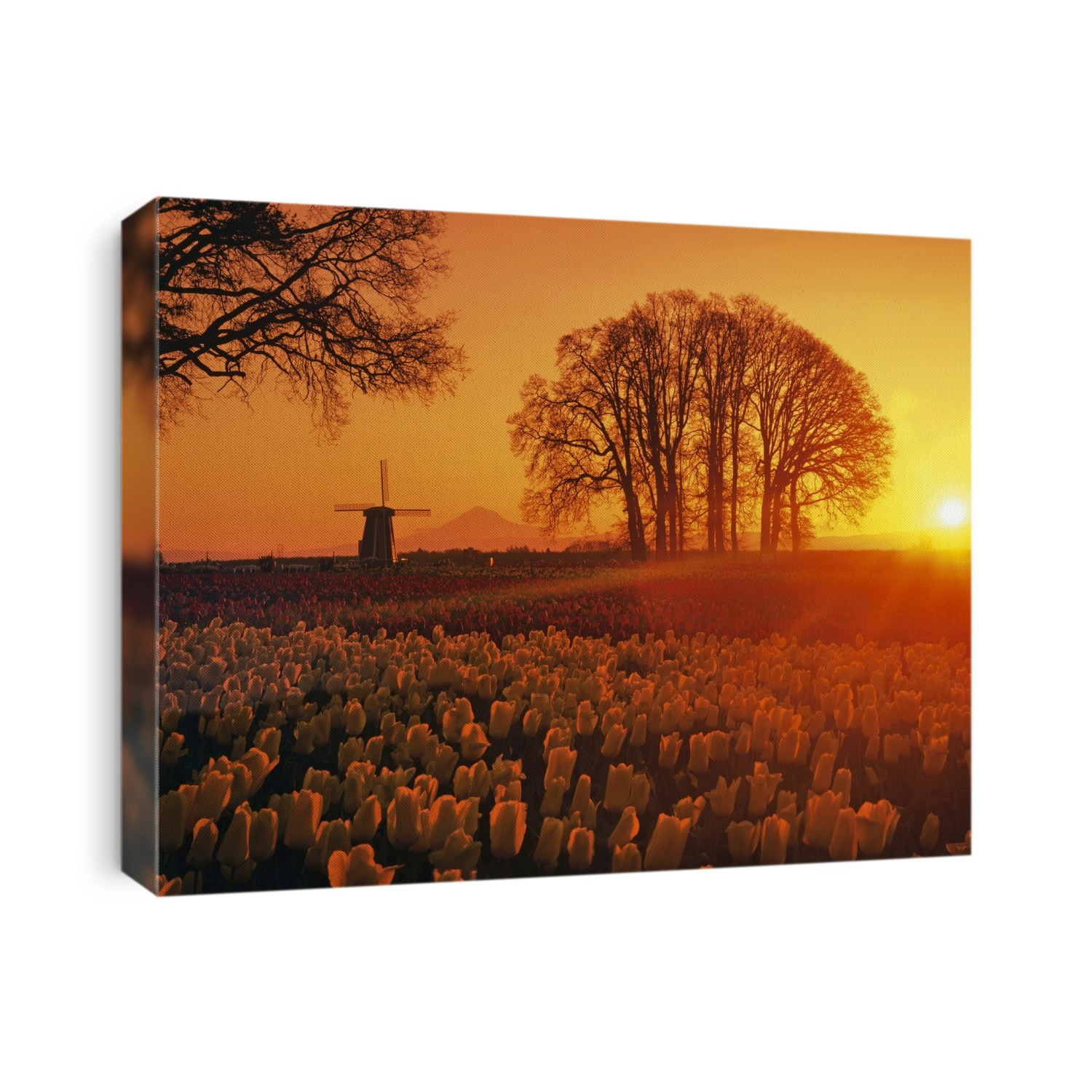 Tulips in a field awash in golden sunlight at sunset  with a silhouetted windmill, trees and distant Mount Hood viewed from the Wooden Shoe Tulip Farm; Woodburn, Oregon, United States of America