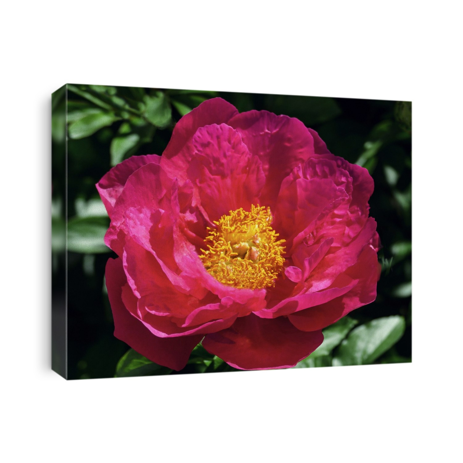 A single Peony (Paeonia lactiflora 'Nippon Beauty') flowering in the Summer.