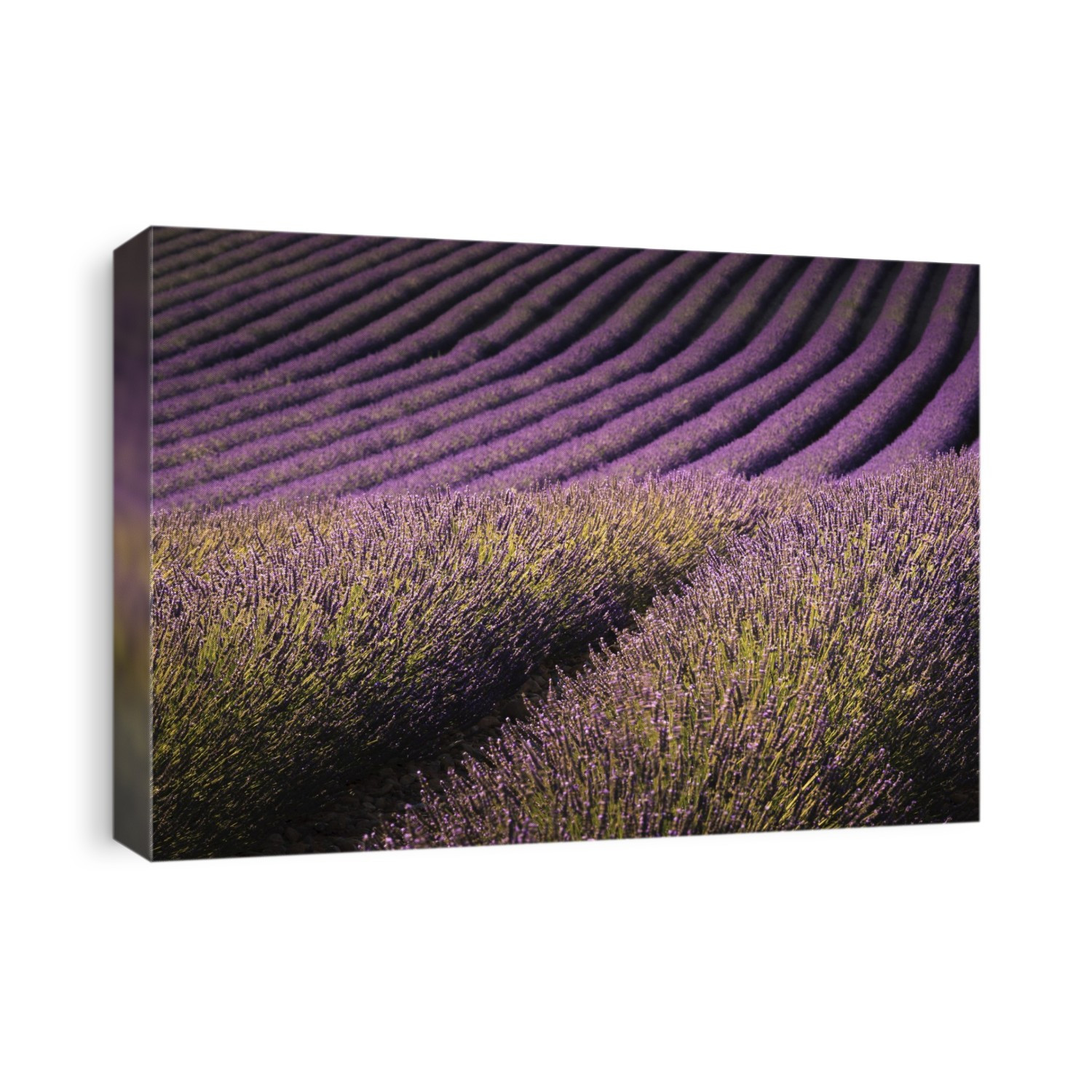 Lavender field on the Valensole Plateau.