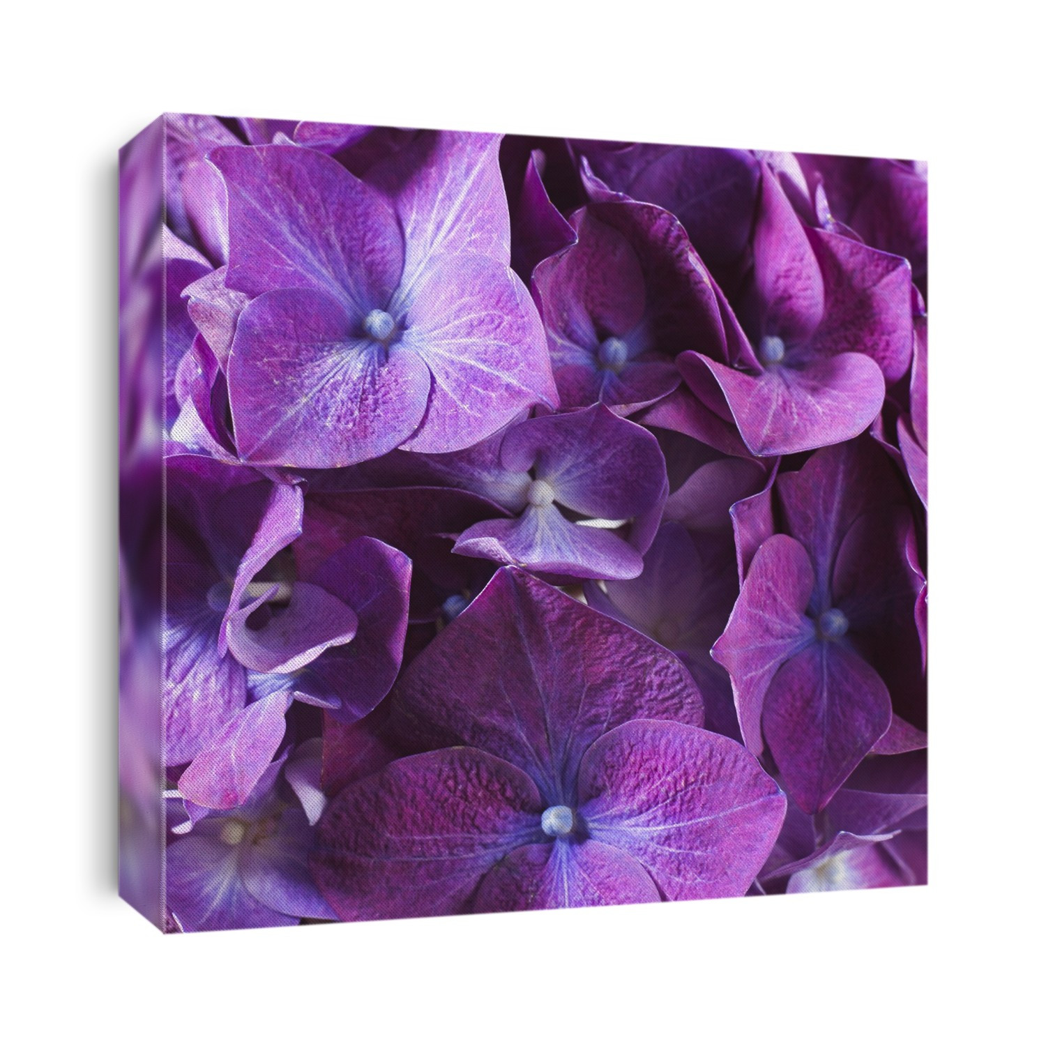 Effect of soil acidity. The flower of a hydrangea (Hydrangea macrophylla) that has been grown in neutral soil (pH approximately 7). This is shown by the purple colour of the flower. In acidic soils the flowers are blue and in alkaline soil they are pink. In neutral soil both colours are seen together, making them look purple. The difference in colour is due to the way aluminium ions in the soil react with the plant's pigments.
