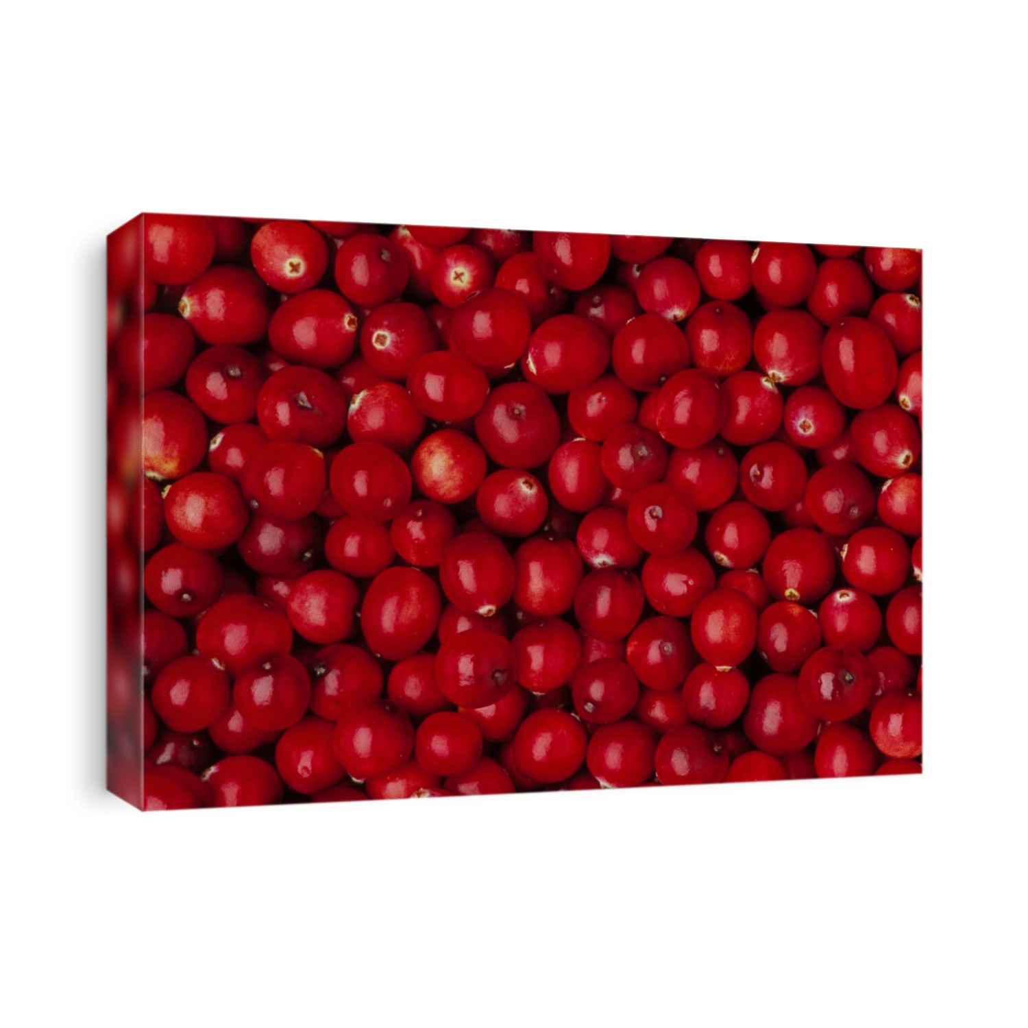 Cranberries. The red acid fruit of the cranberry plant, Vaccinium oxycoccus, is globular or pear- shaped, ripening in August and September. It becomes edible only after exposure to frost, and is used to make sauces and jellies. Vaccinium oxycoccus is a trailing evergreen, occurring in bogs and wet heaths in mountain and moorland areas of the Northern Temperate zone.