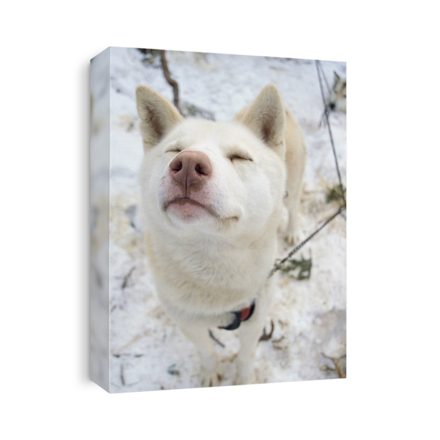 Husky dog (Canis familiaris). Husky dogs are used to pull sledges on the Arctic snow. It can withstand severe weather as it is well insulated by its thick fur.