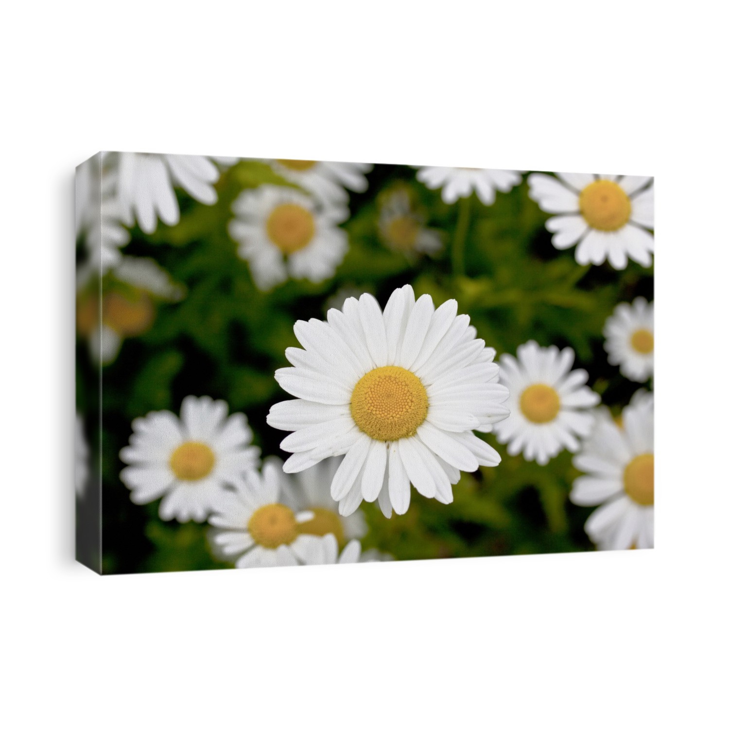 Oxeye daisy (Leucanthemum vulgare) flower. It is a widespread plant native to Europe.