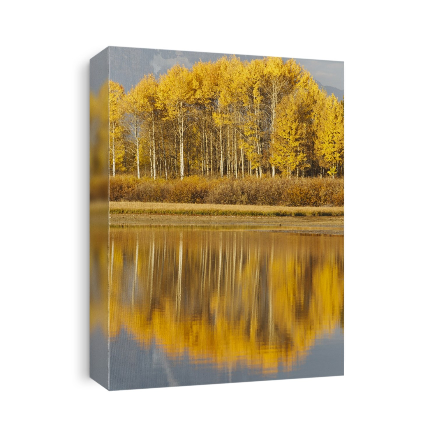 Aspens Reflected In A Pool In The Snake River In Autumn; Wyoming, United States Of America