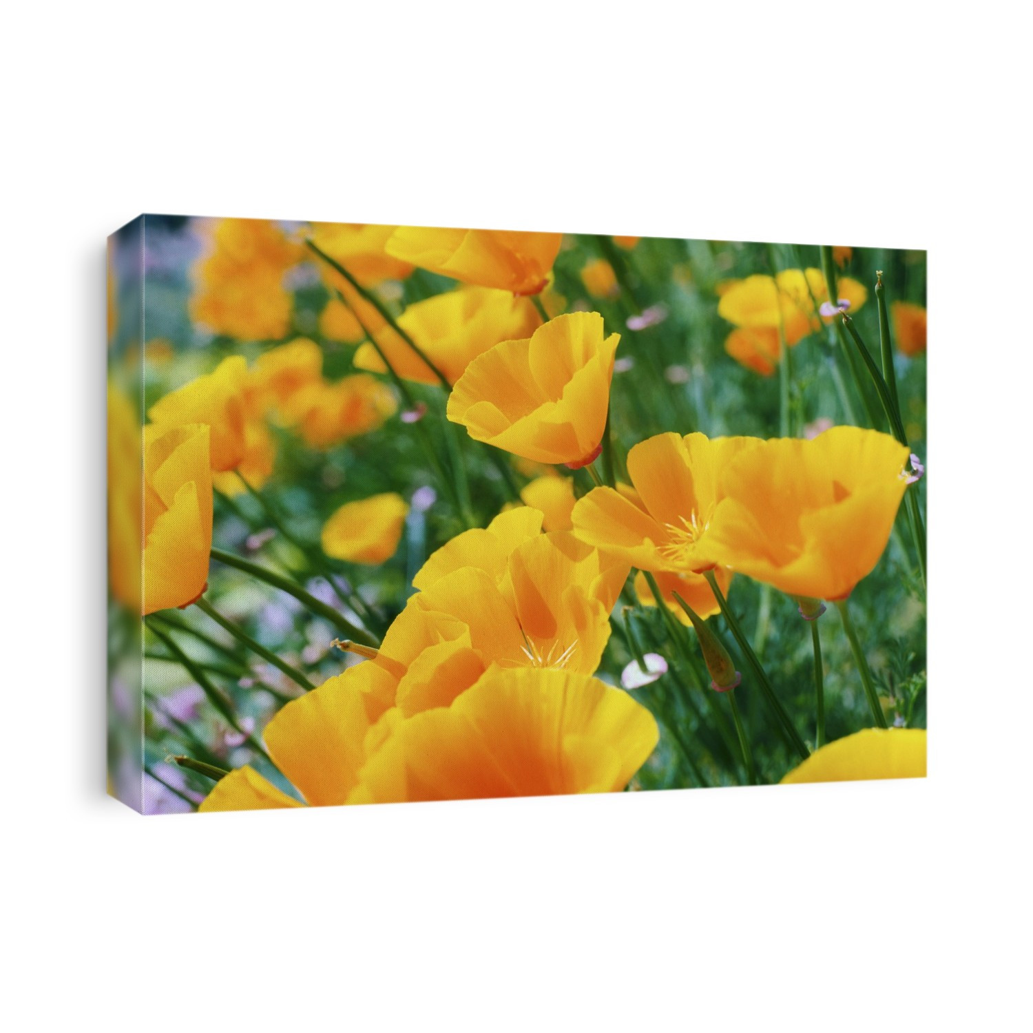 Garden Flowers, Alpine Poppy