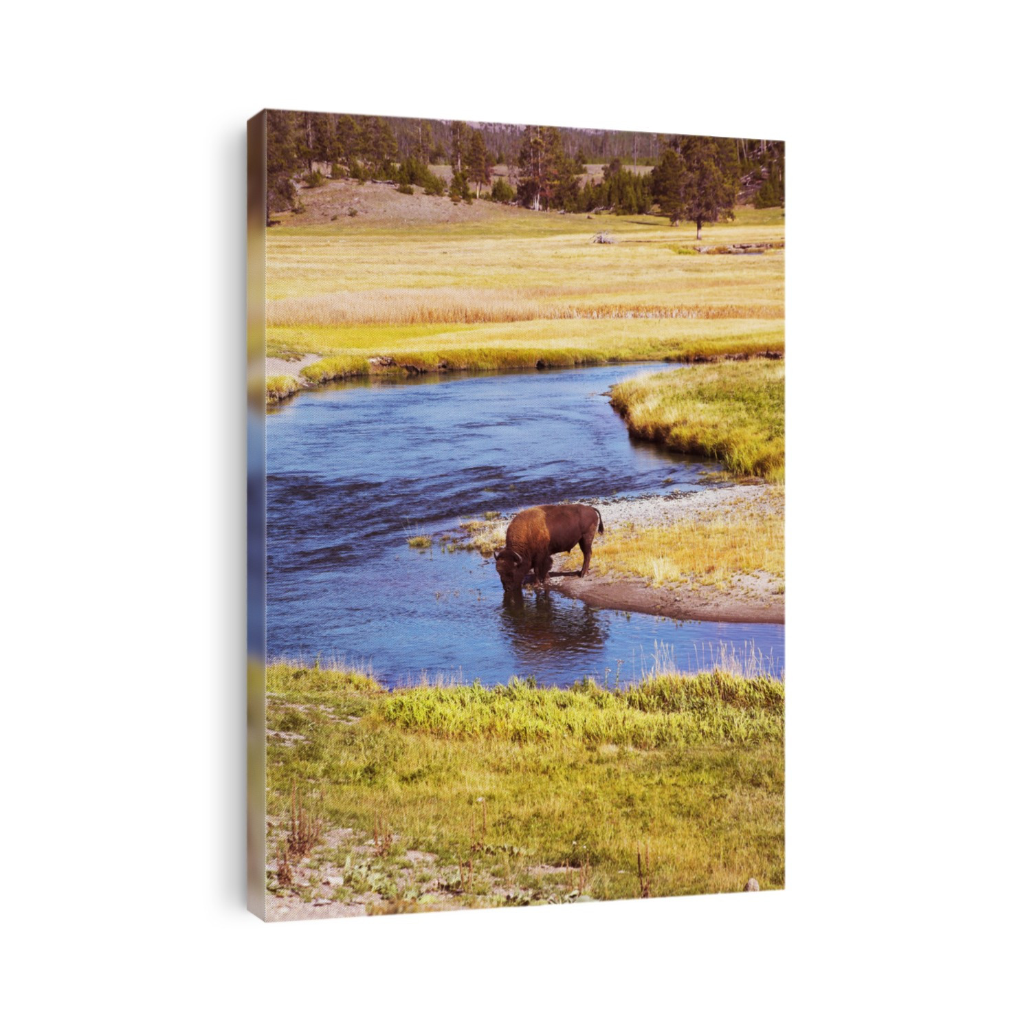 The bison drinks water in well-known Yellowstone national park