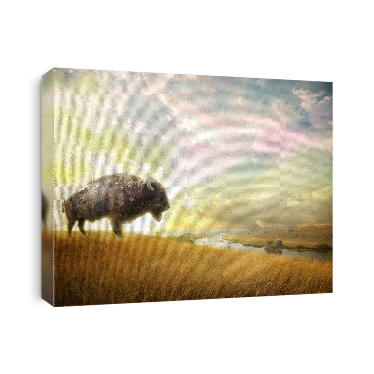 Lonely tree at the wild bison, empty field with river