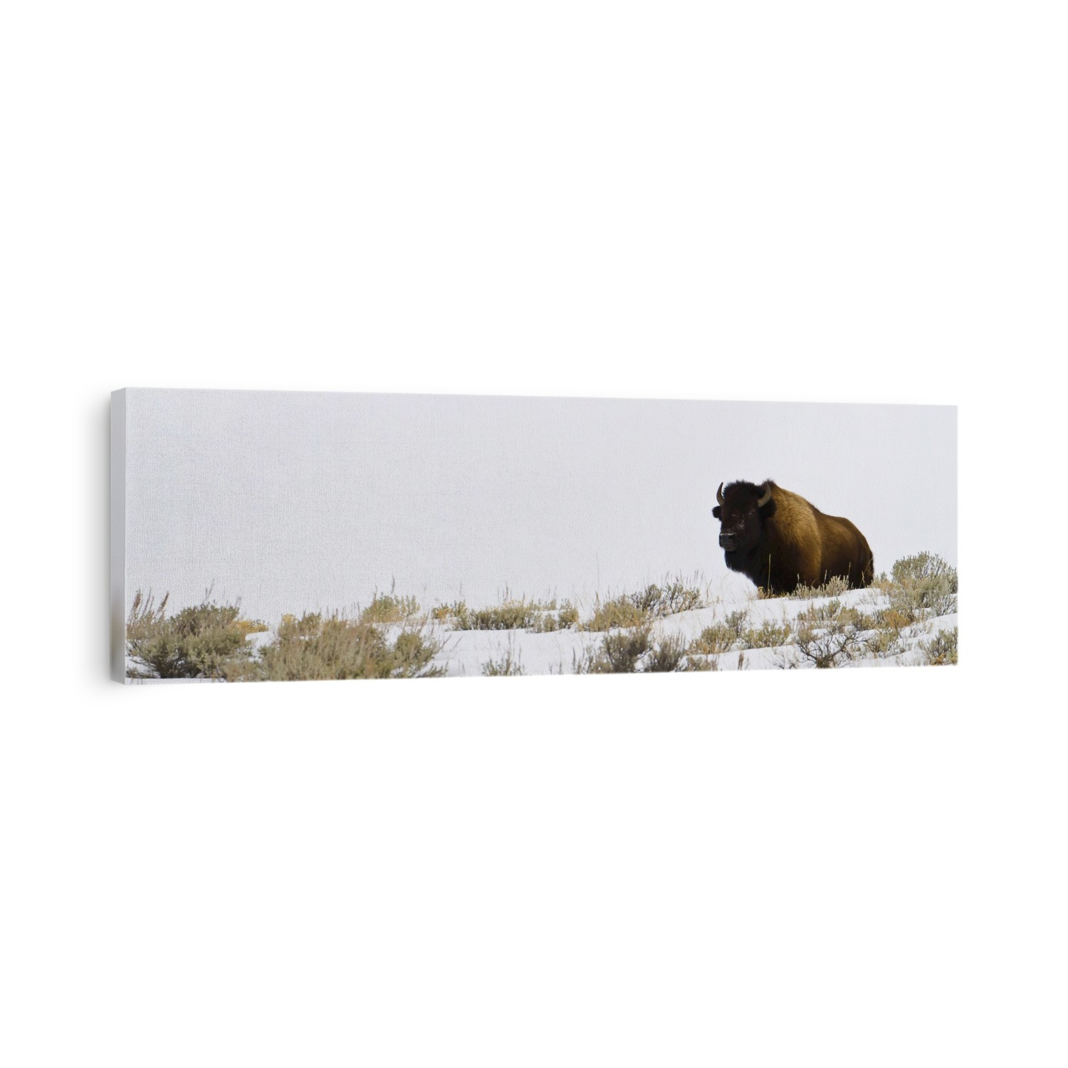 A lone buffalo stands on a snowy bluff.