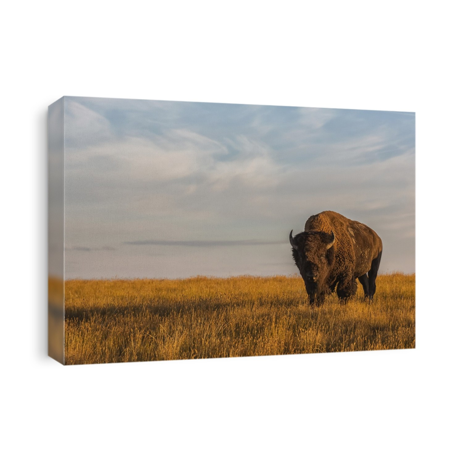 Bison (Bison Bison), Grasslands National Park; Saskatchewan, Canada