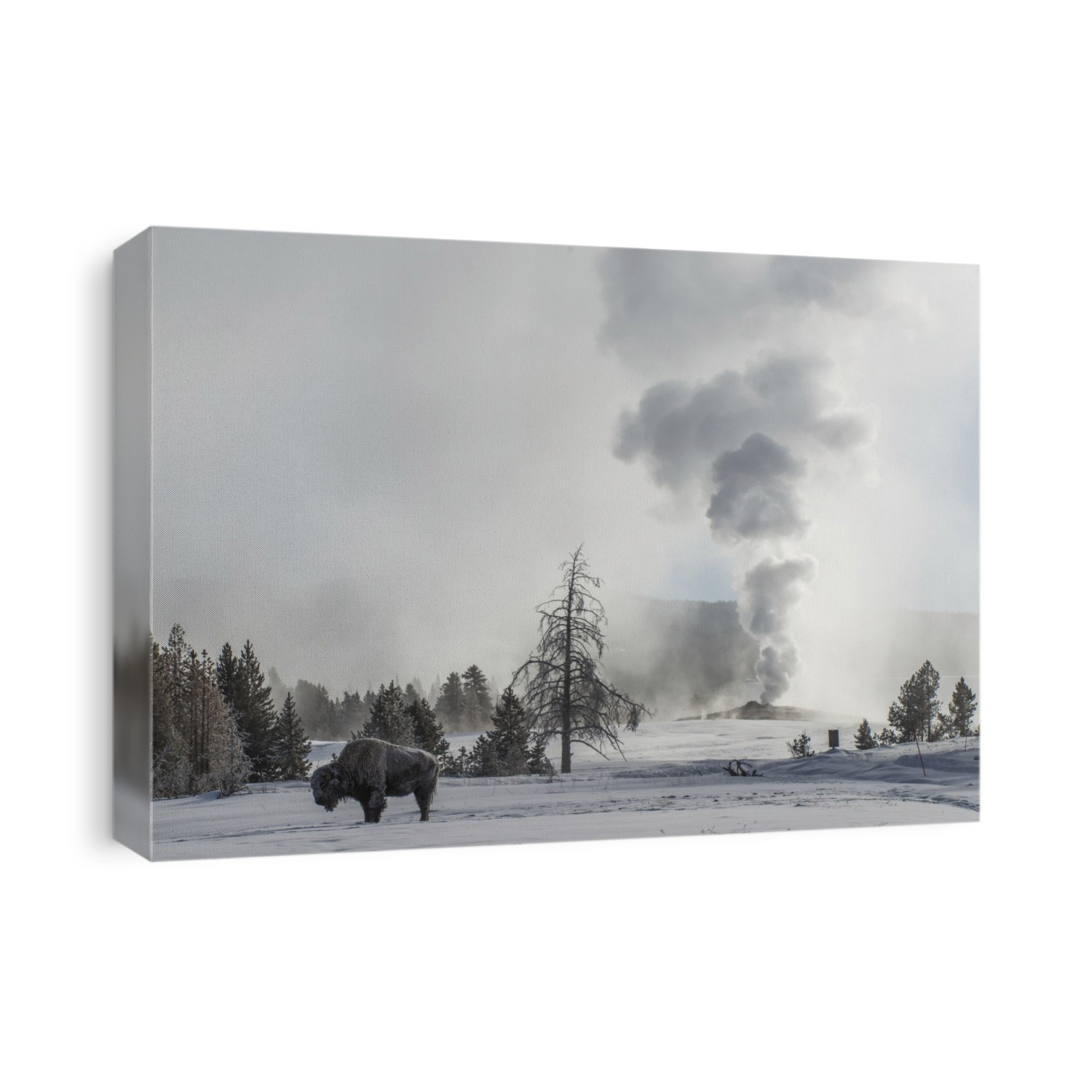 American Bison (Bison bison) stands on snow with Old Faithful erupting in the background, Upper Geyser Basin in Yellowstone National Park; Wyoming, United States of America