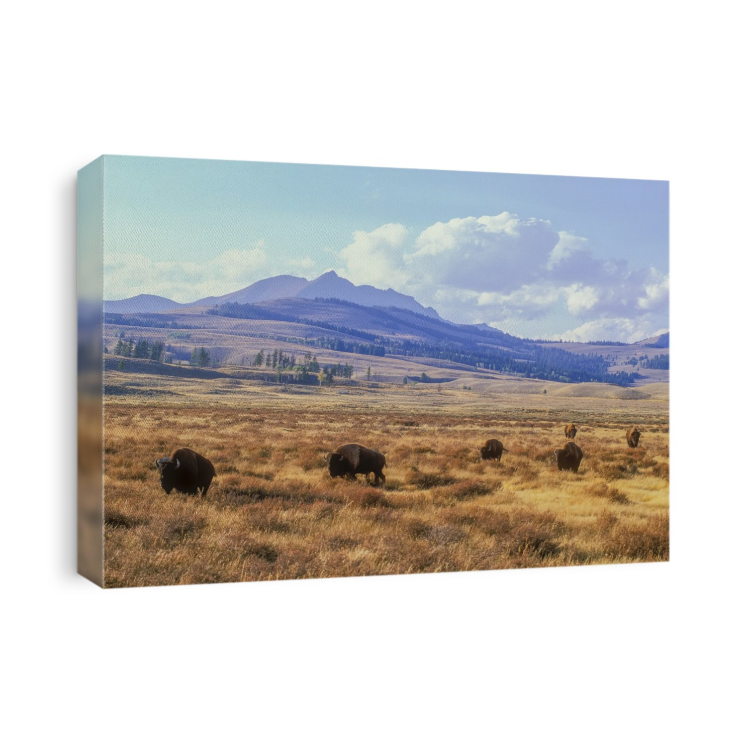 Bull bison (Bison bison) grazing on the open range below Electric Peak on Swan Lake Flat in the fall; Yellowstone National Park, United States of America