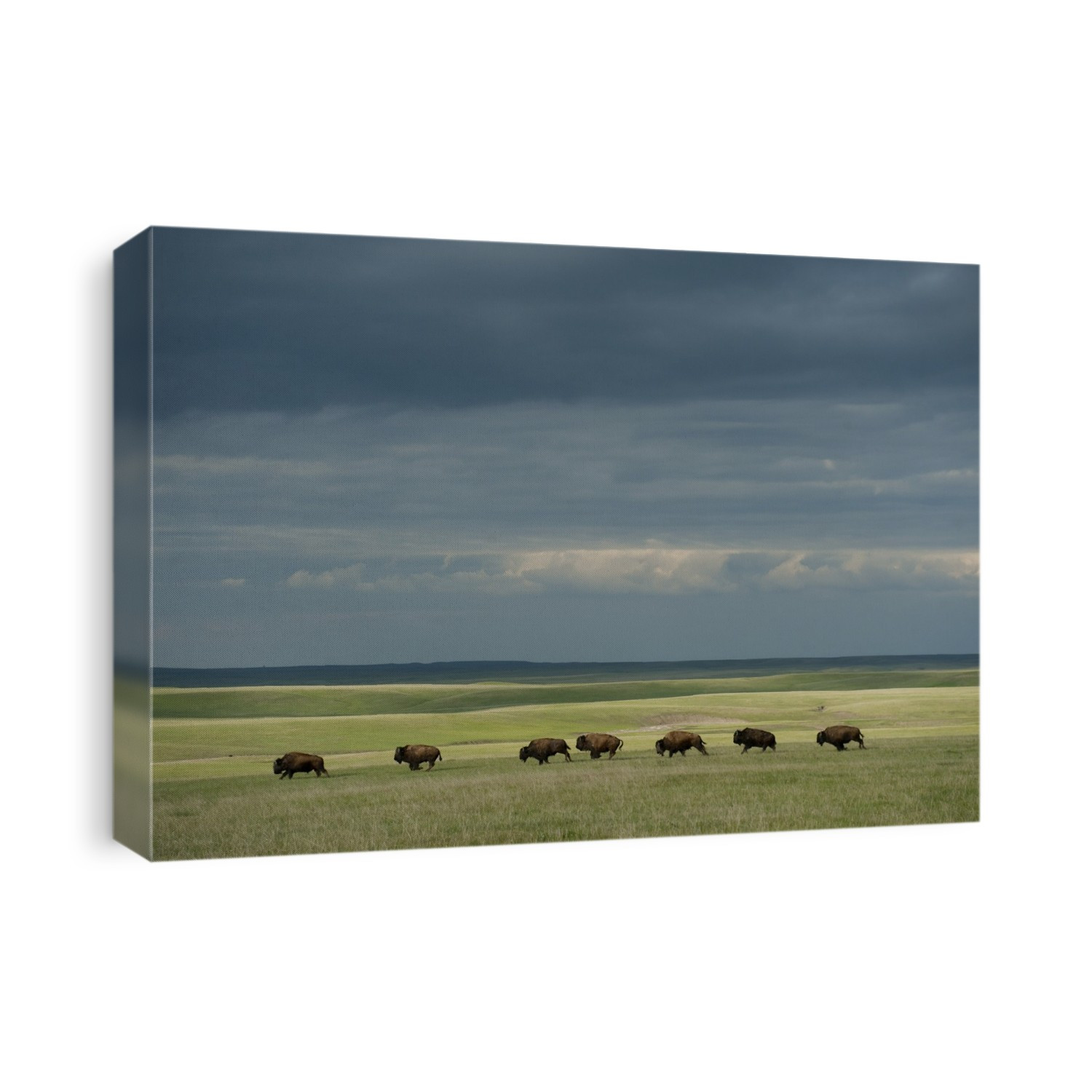 Wild American bison (Bison bison) roam on a ranch in South Dakota, USA; South Dakota, United States of America