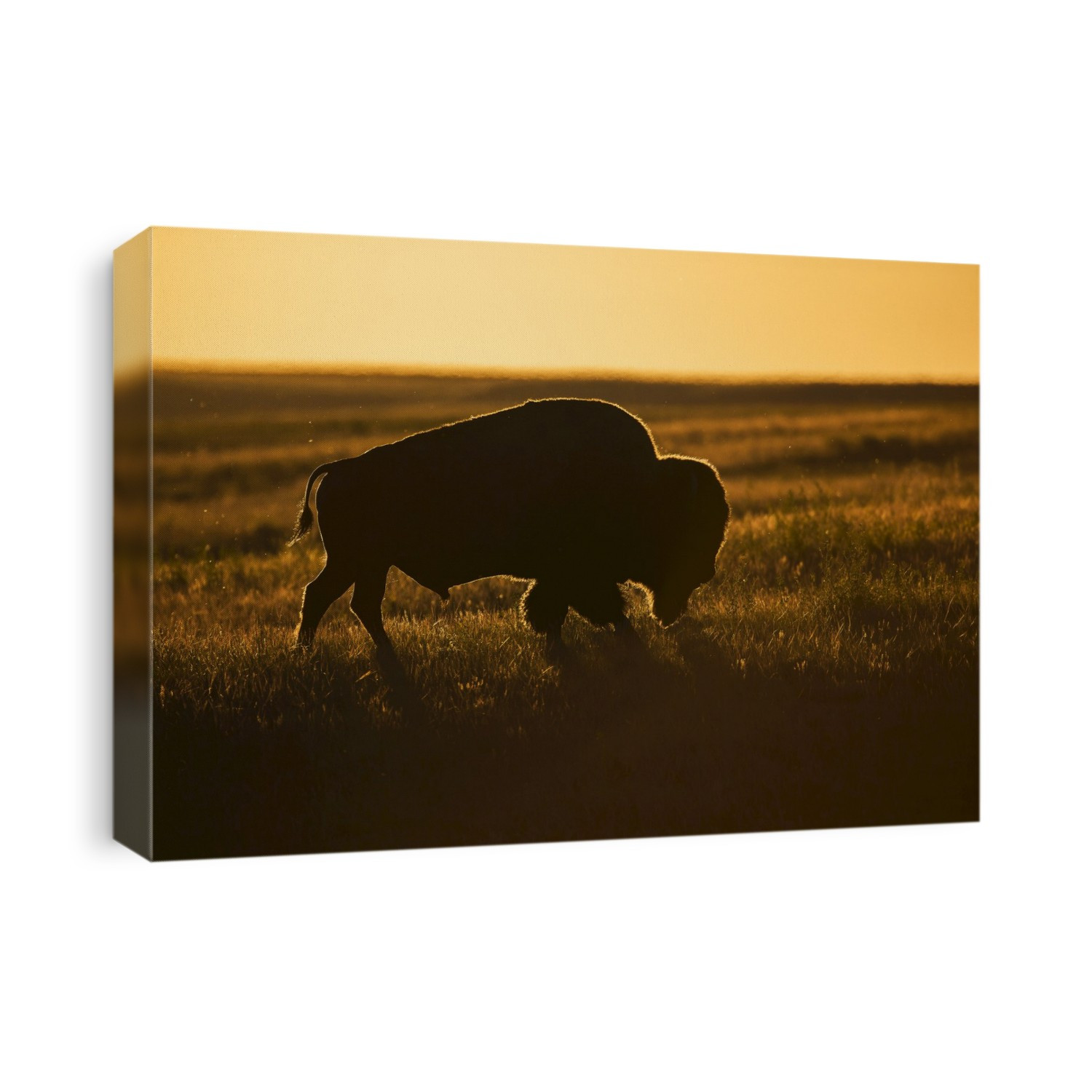 Silhouette Of A Bison At Sunset, Grasslands National Park; Saskatchewan, Canada