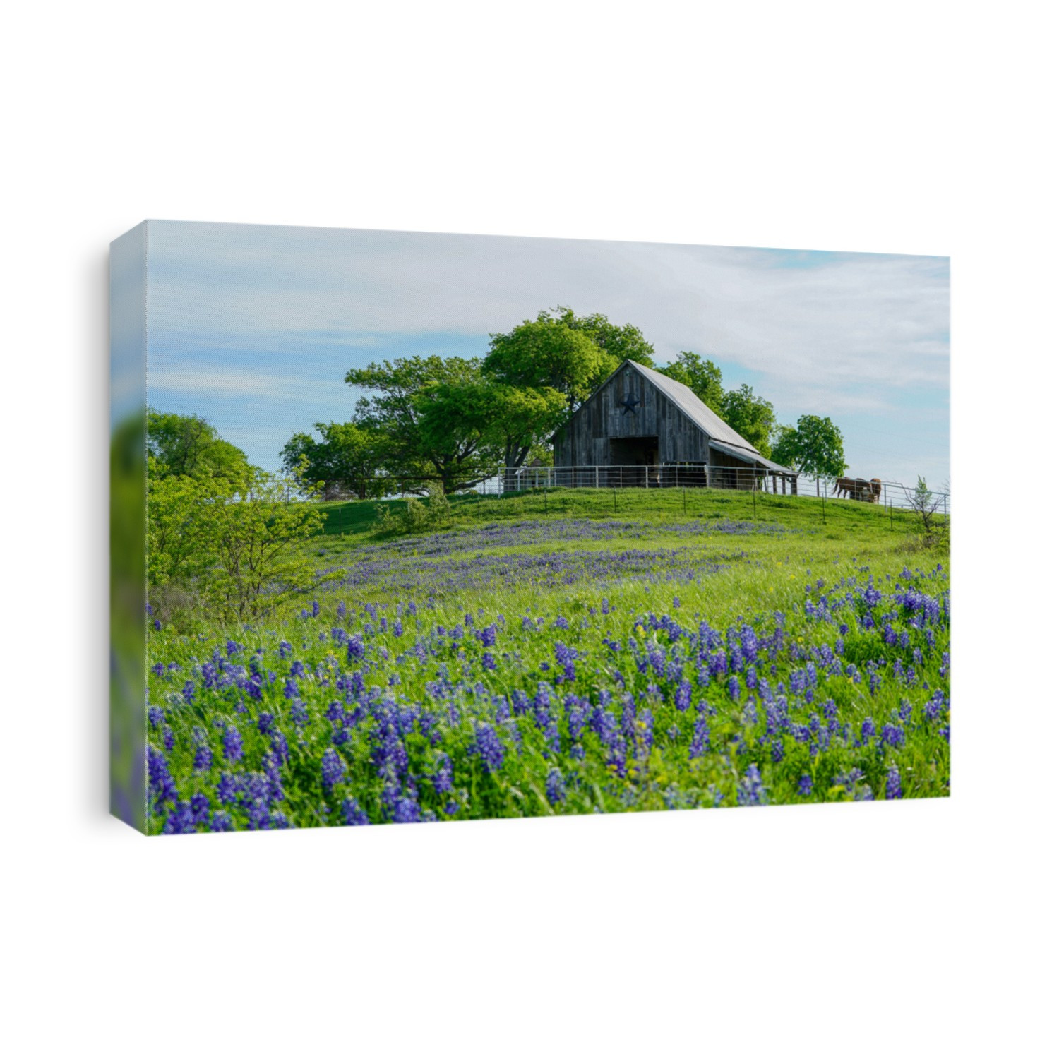 View of old barn with bluebonnet wildflowers along countryside near Texas Hill Country
