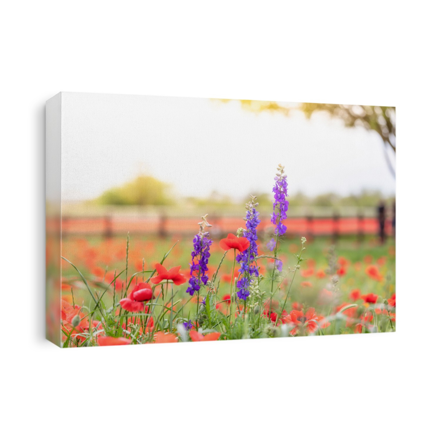Texas wildflower bloom in the hill country,bluebonnets,poppies,and paint brush fill the fields and roadsides.