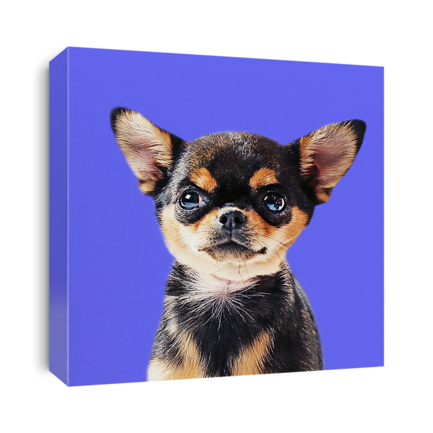 Cute chihuahua puppy on blue background