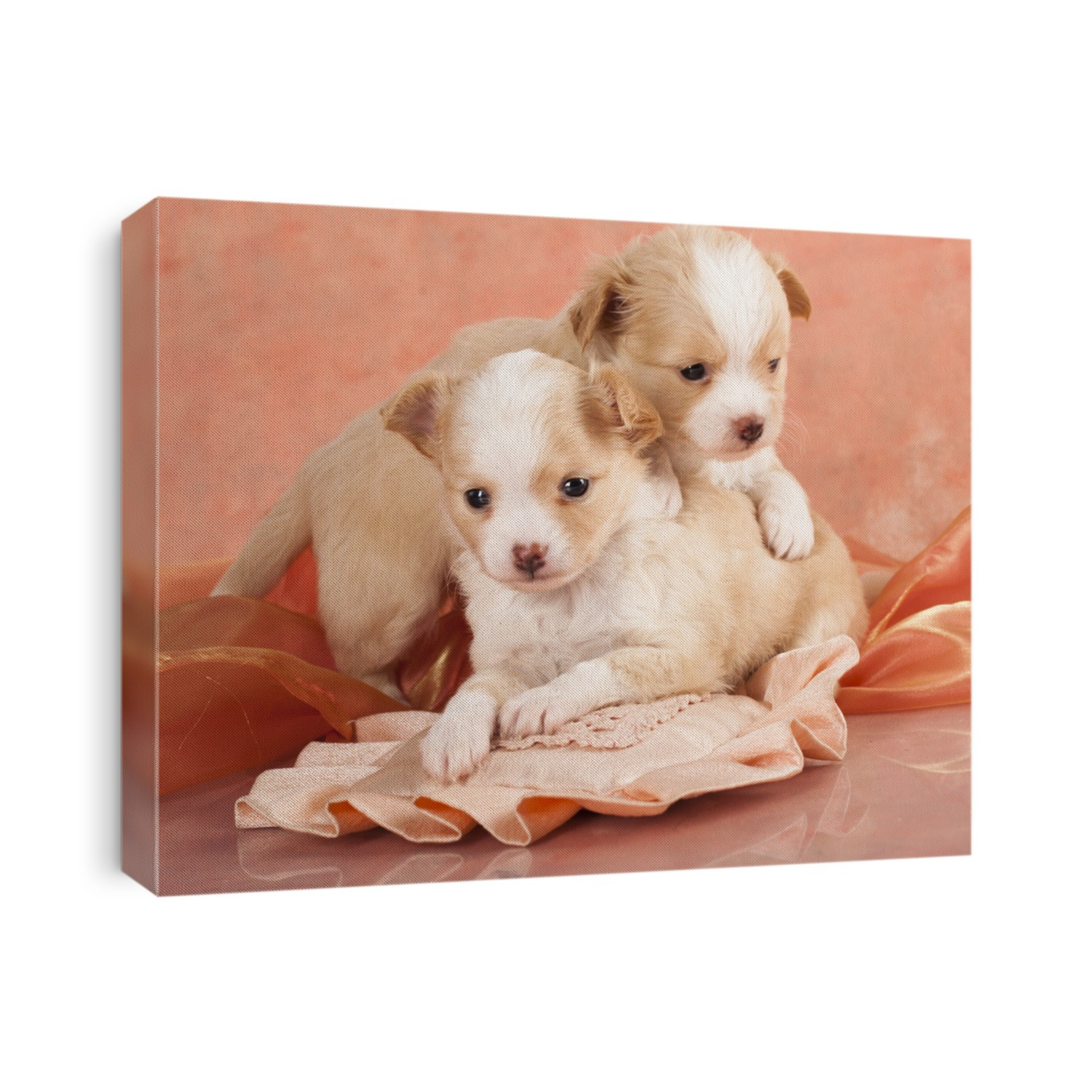 Chihuahua puppy