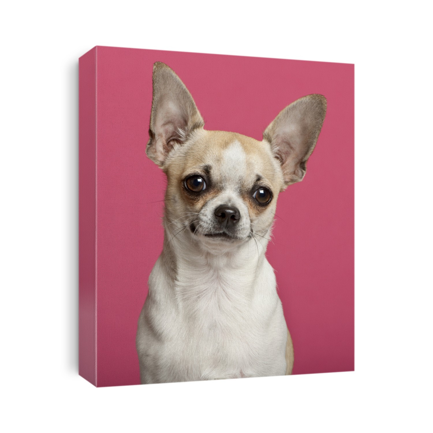 Close-up of Chihuahua, 9 months old, in front of pink background